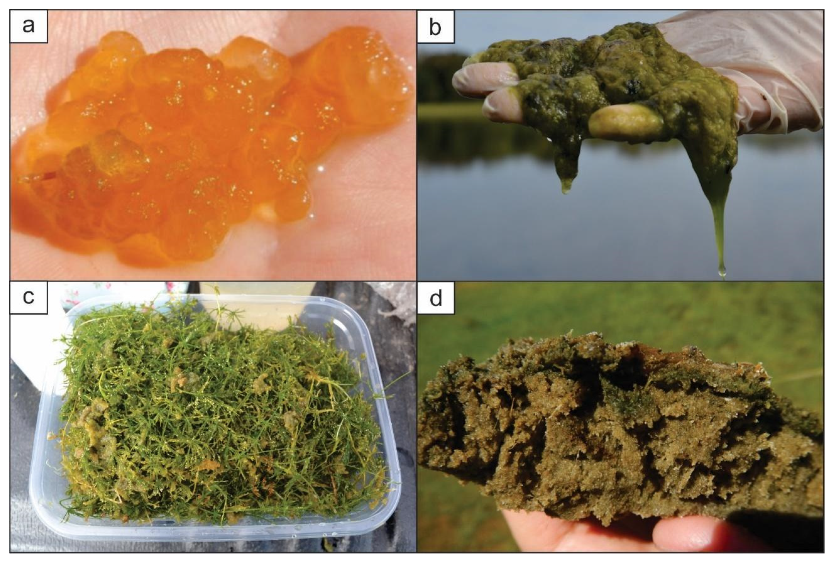 Minerals 10 00718 g004 Minerals 10 00718 g004