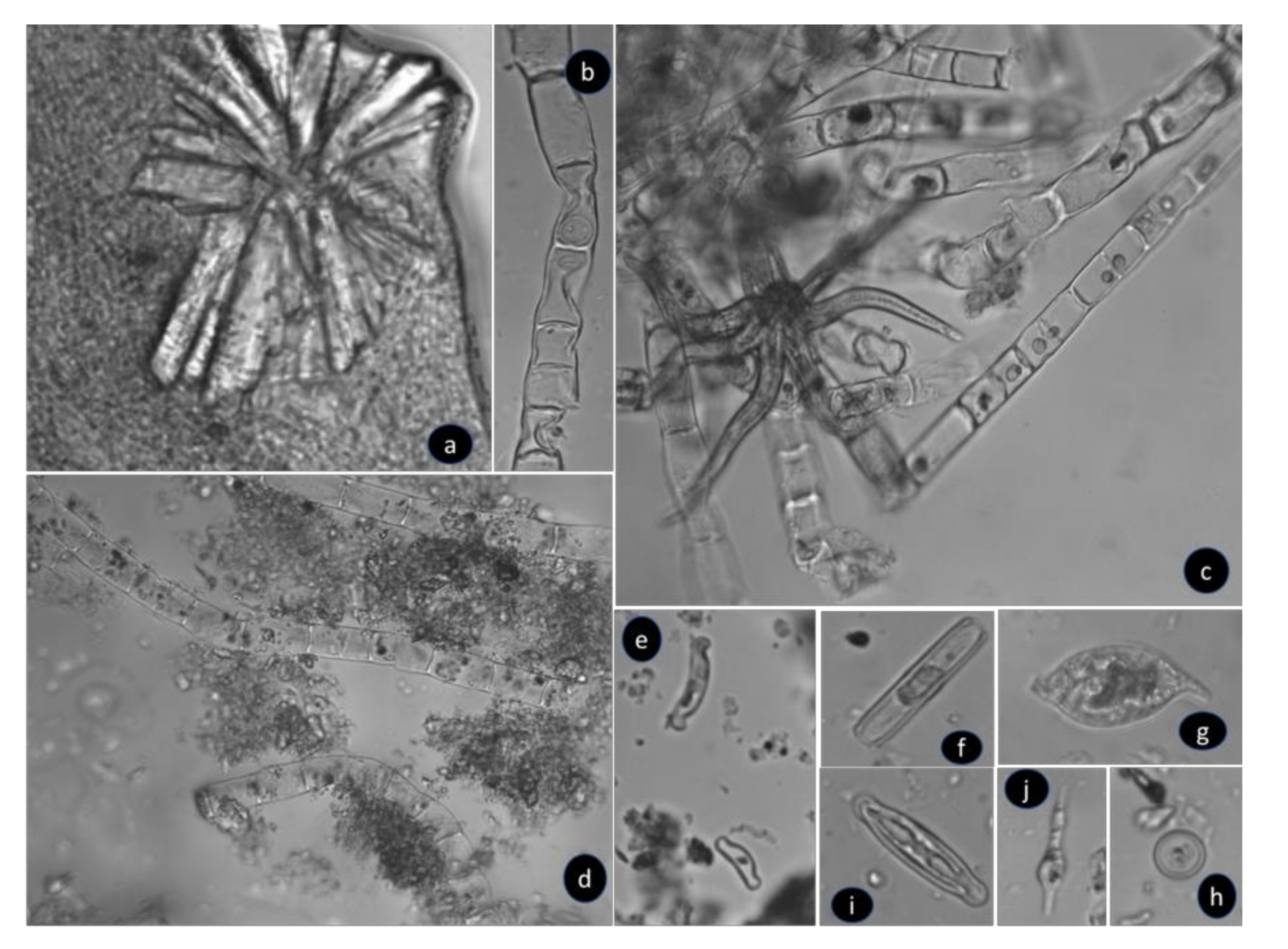 Minerals 11 00110 g005