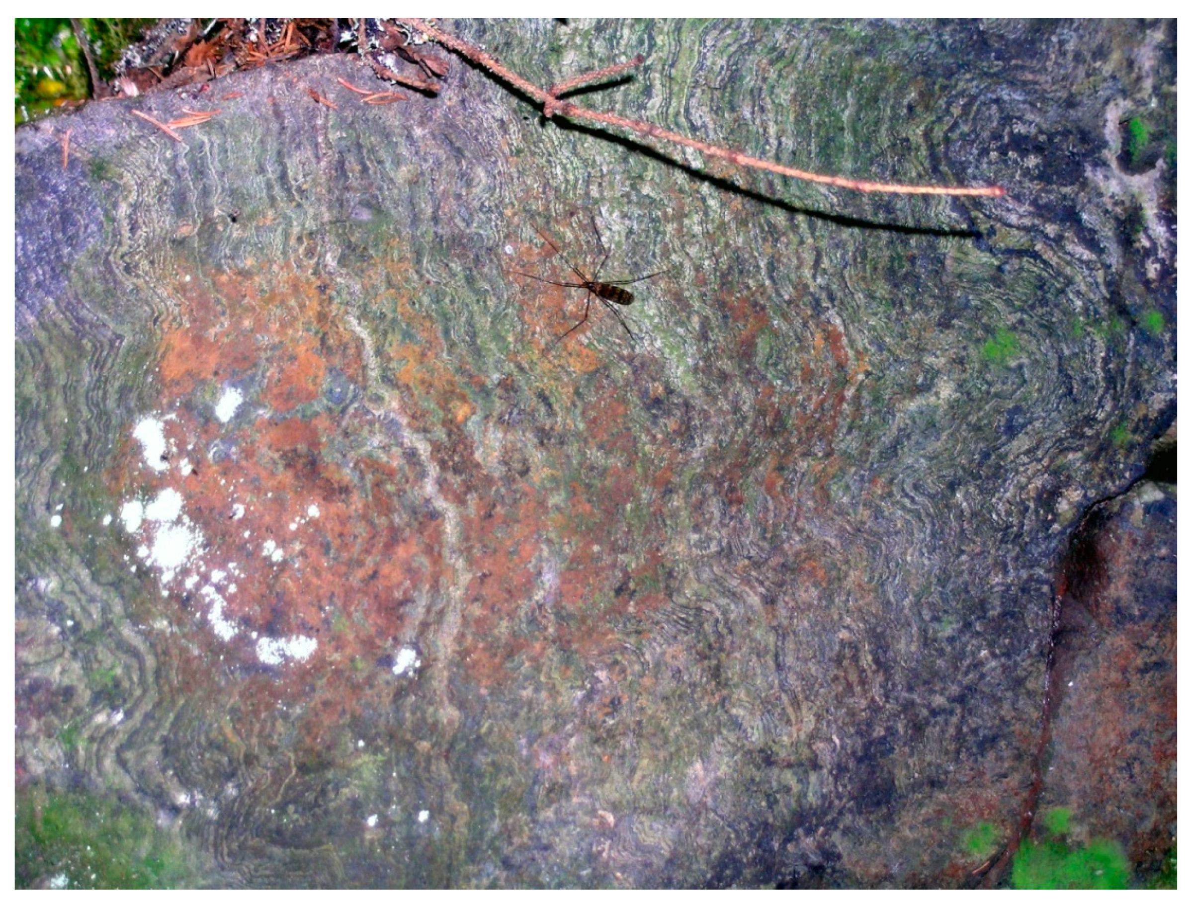 Minerals 11 00124 g004