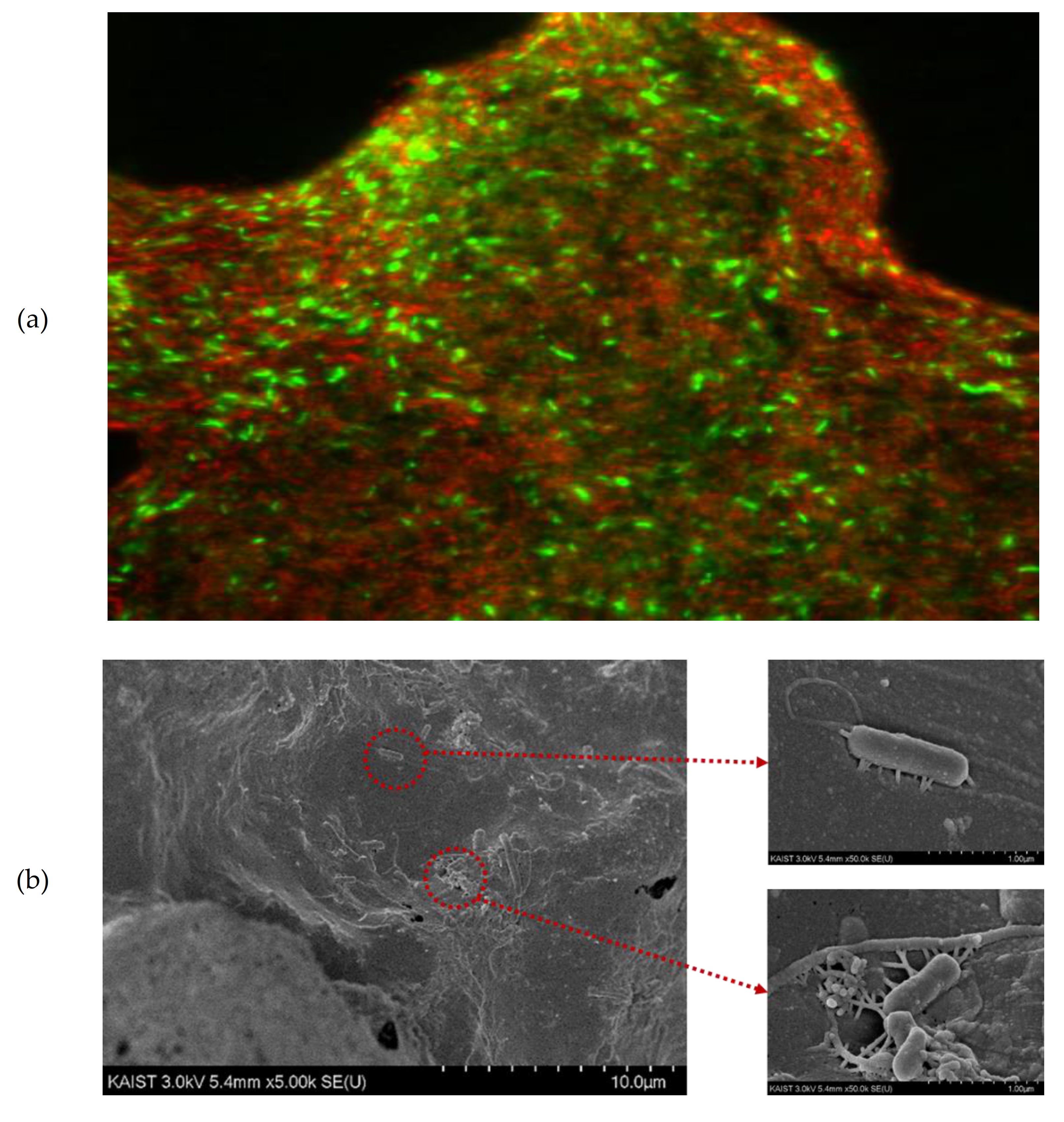 Minerals 11 00179 g005 Minerals 11 00179 g005