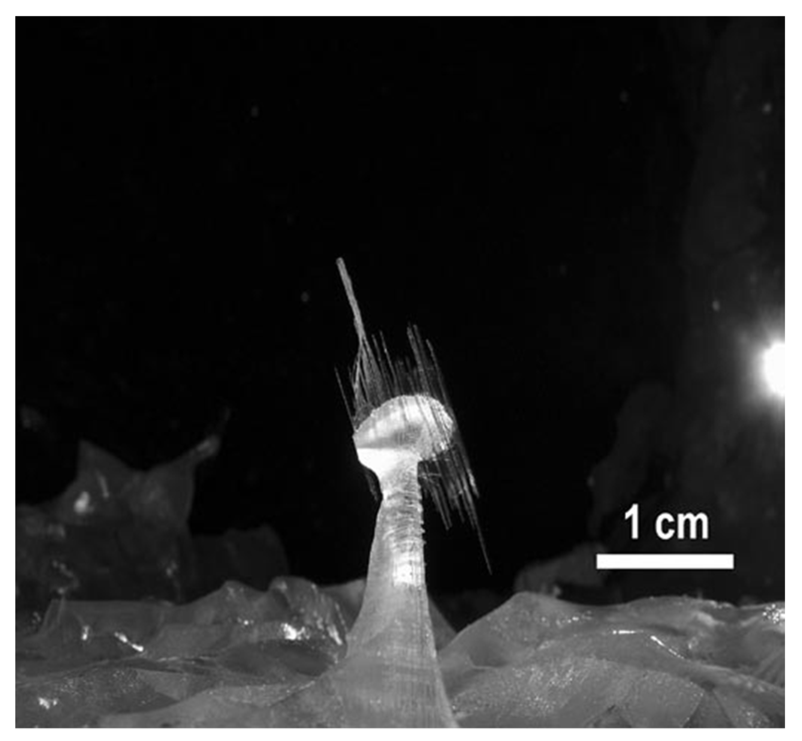 Minerals 11 00292 g003