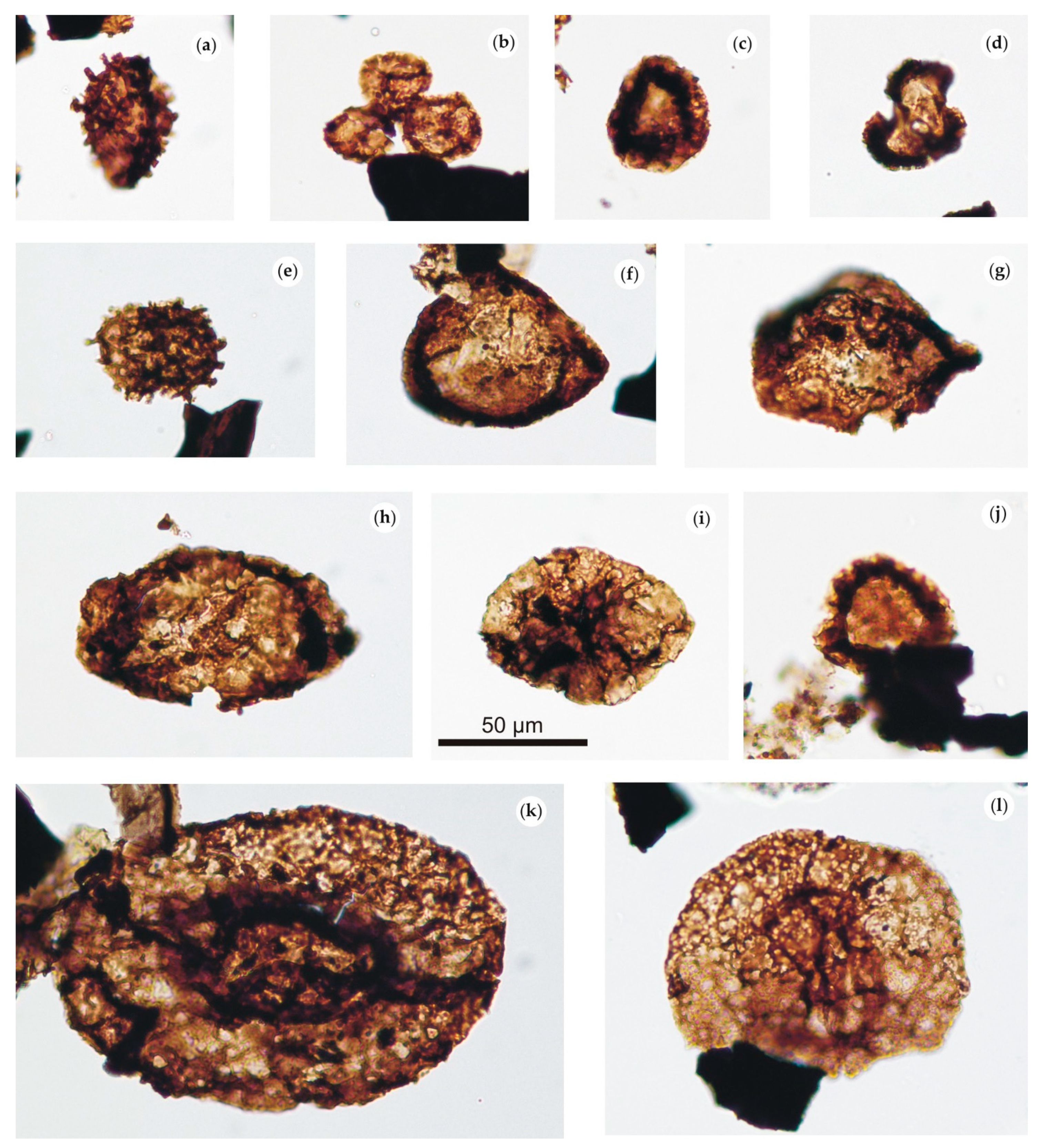 Minerals 11 00735 g008