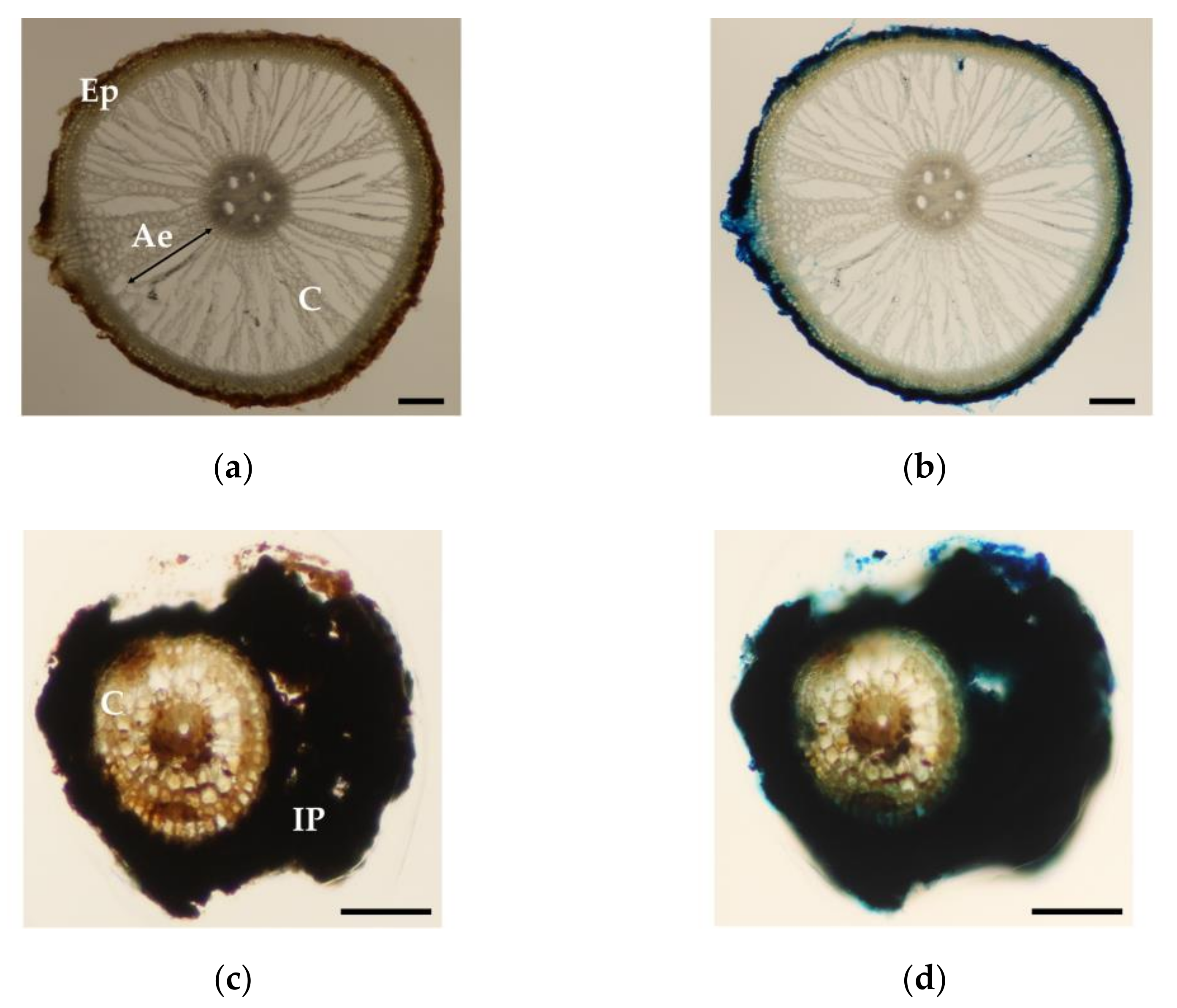 Minerals 11 01337 g003