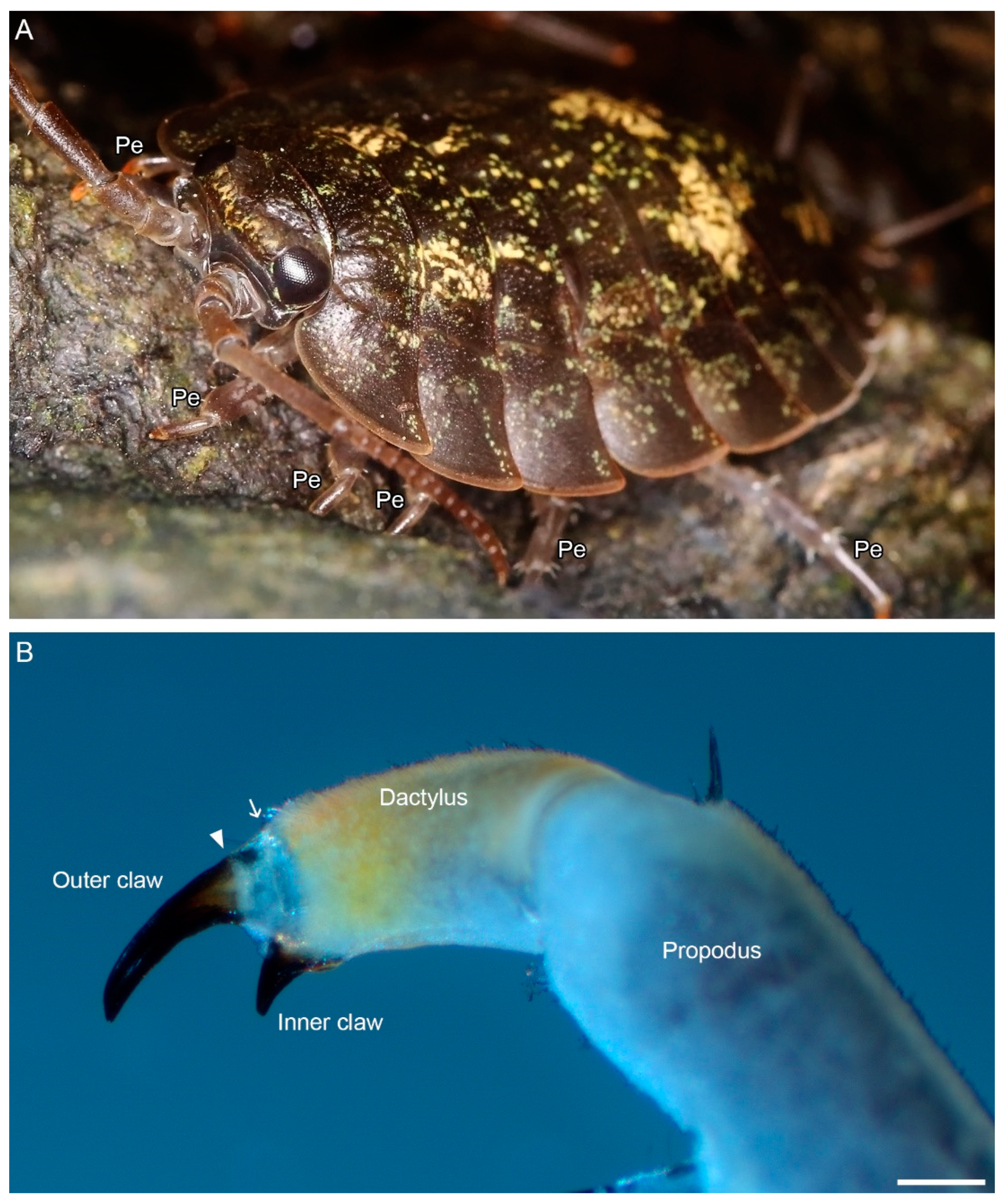 Minerals 11 01373 g001