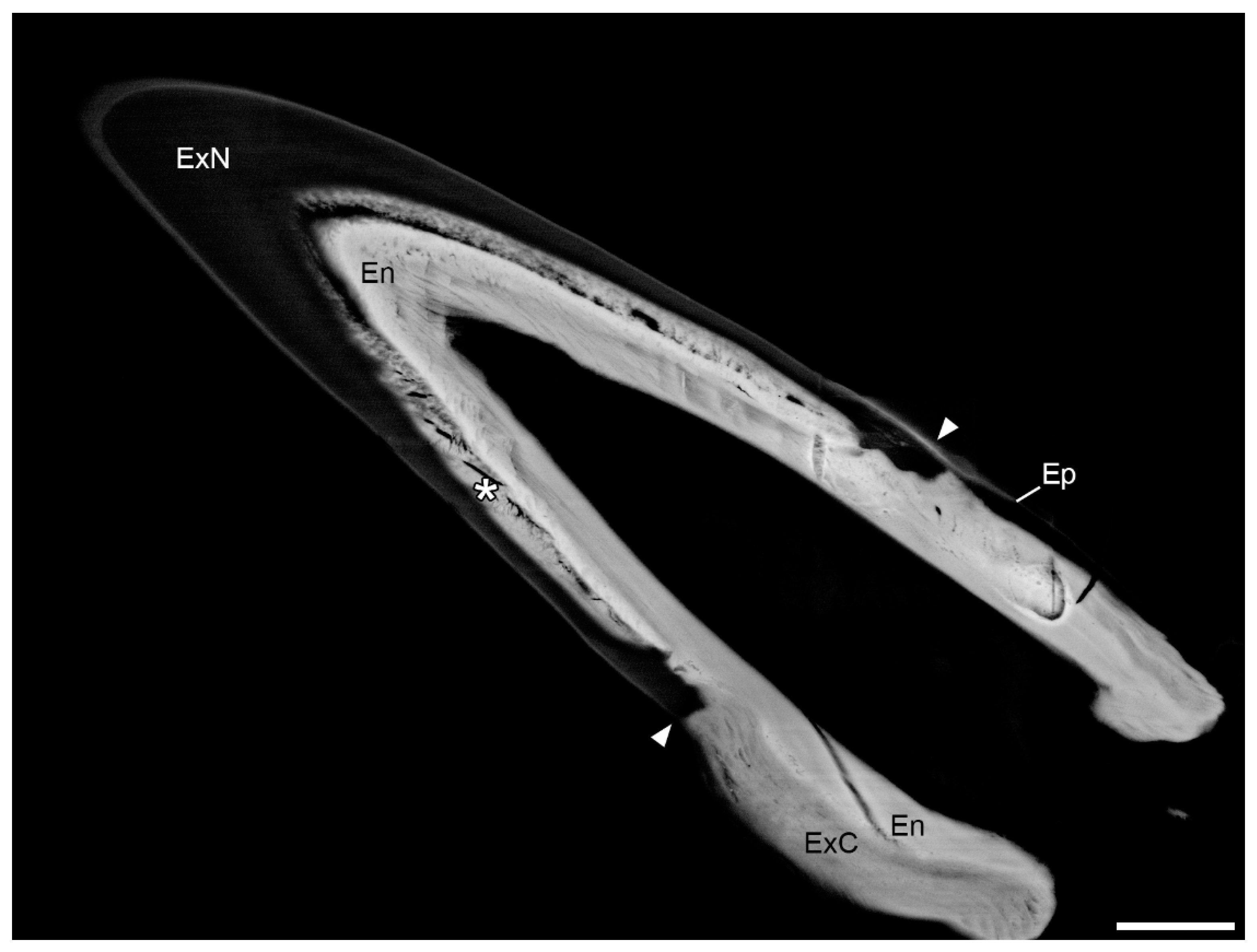 Minerals 11 01373 g002