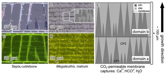 Minerals 11 01406 g005