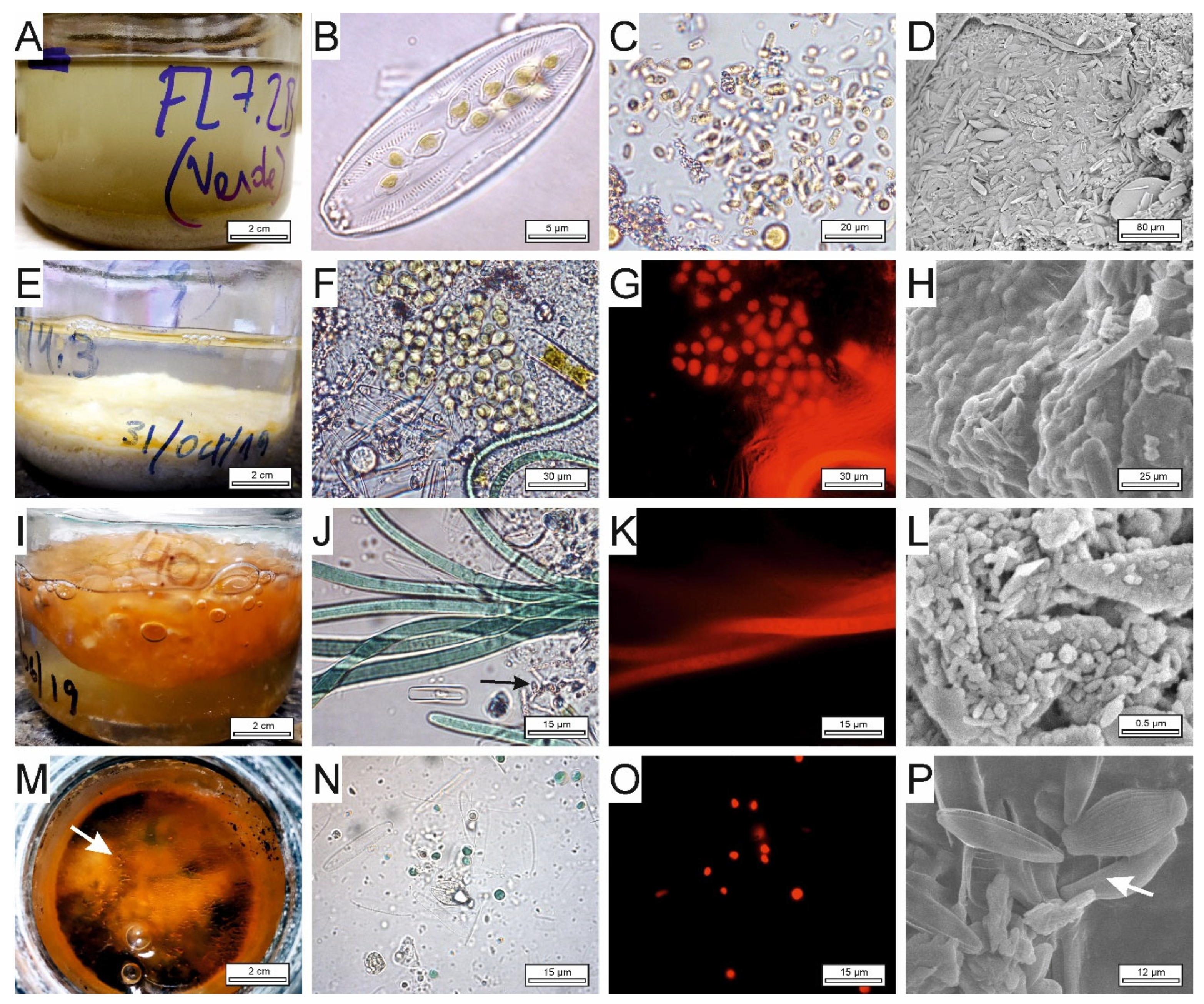 Minerals 12 00646 g006 Minerals 12 00646 g006