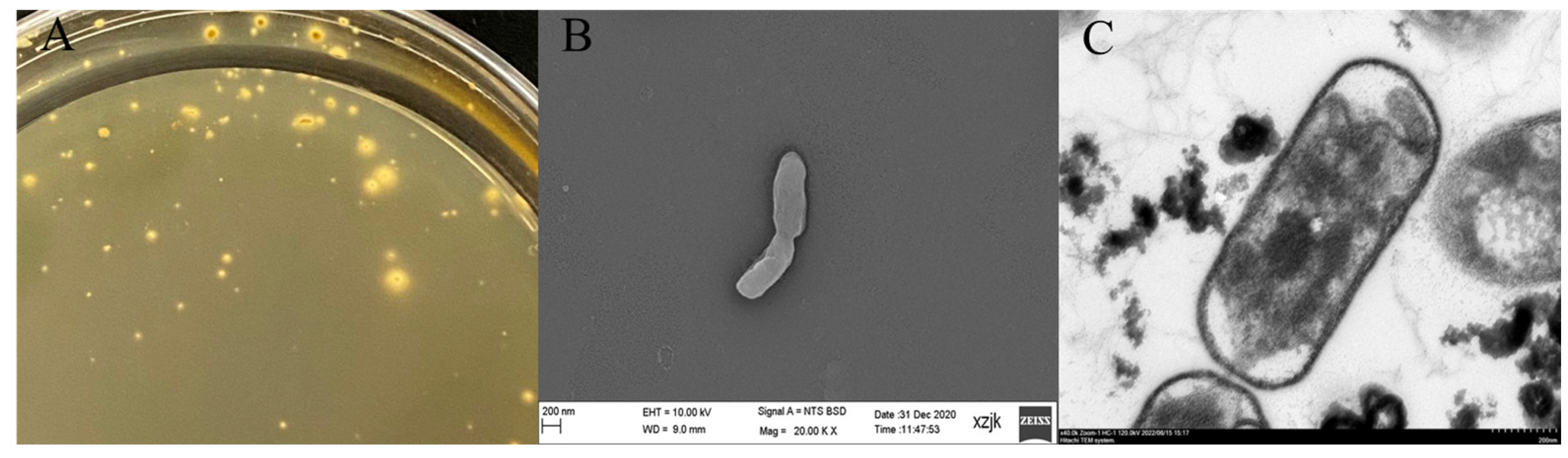 Minerals 13 00095 g001