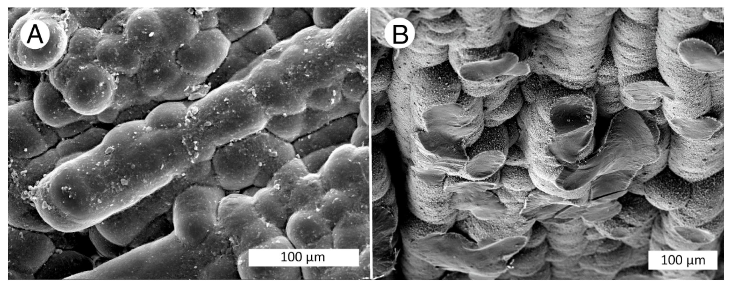 Minerals 13 00206 g008