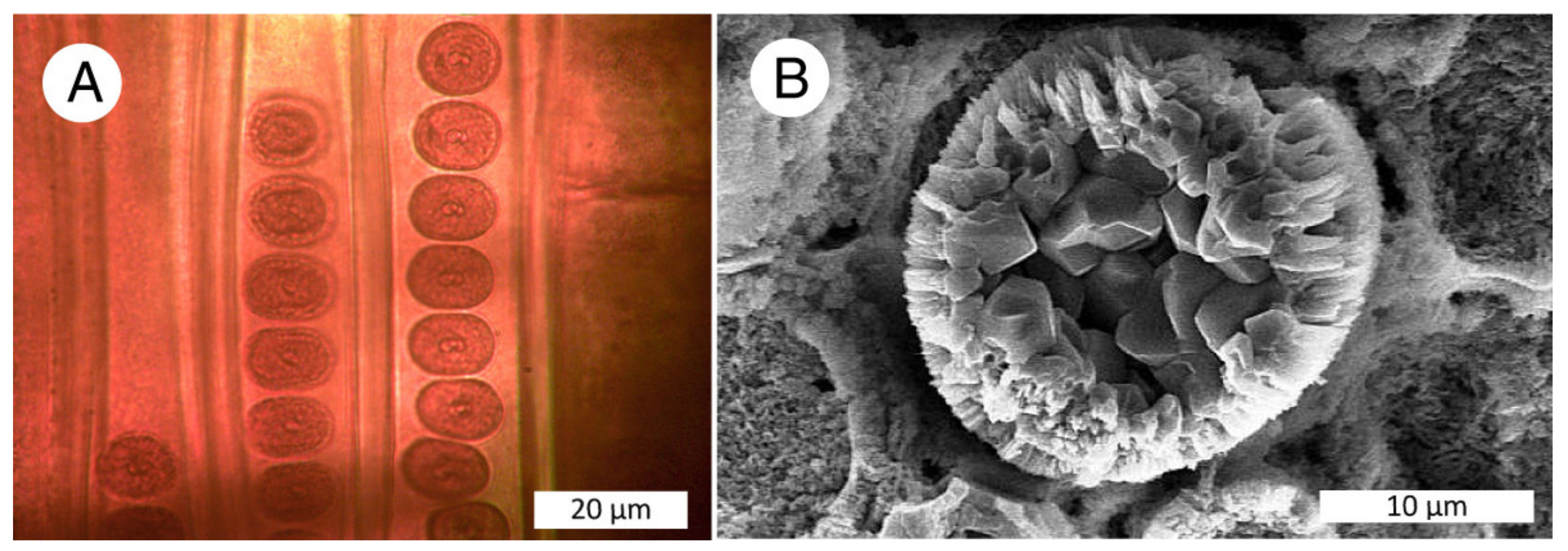 Minerals 13 00206 g010