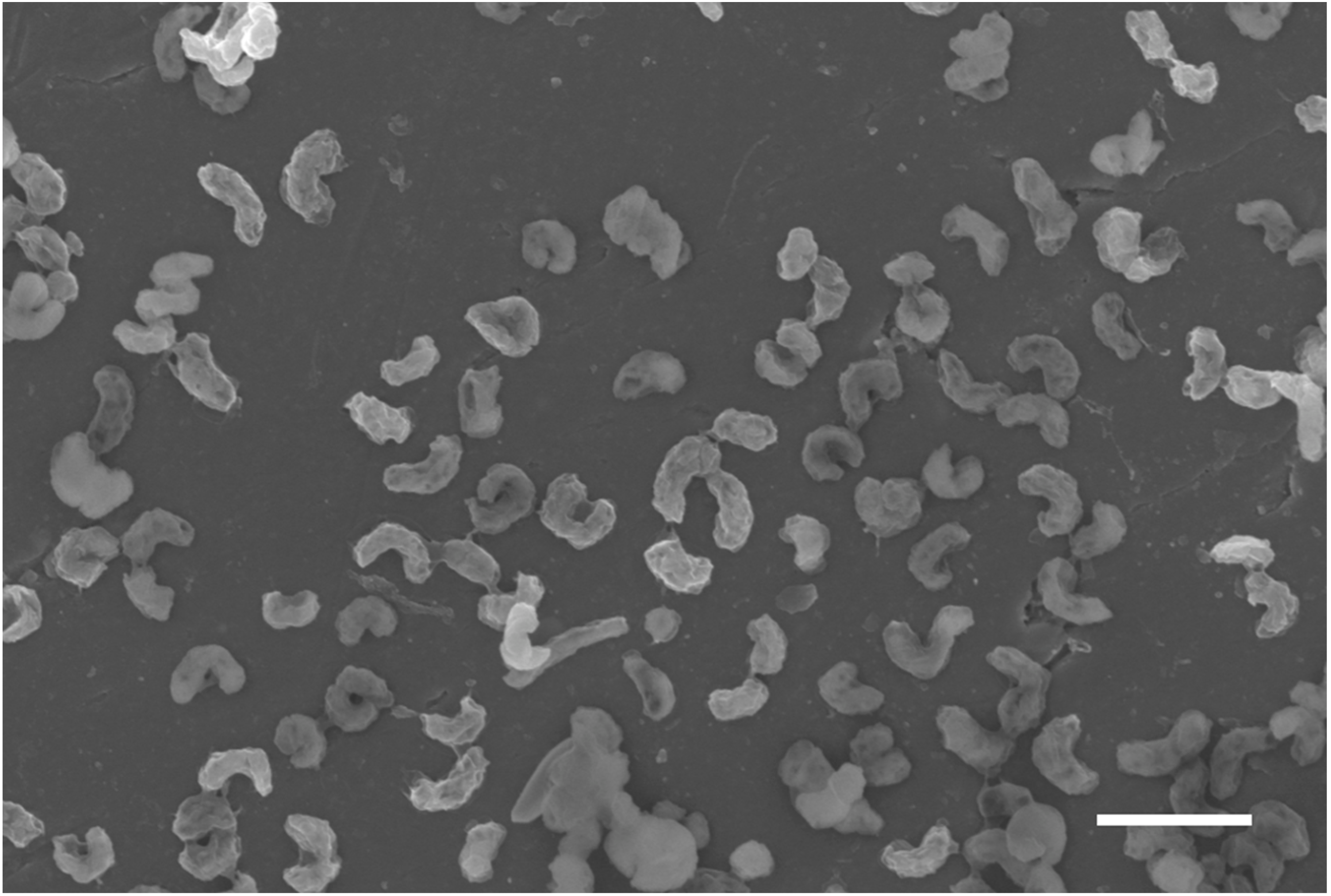 Minerals 13 00243 g001 Minerals 13 00243 g001