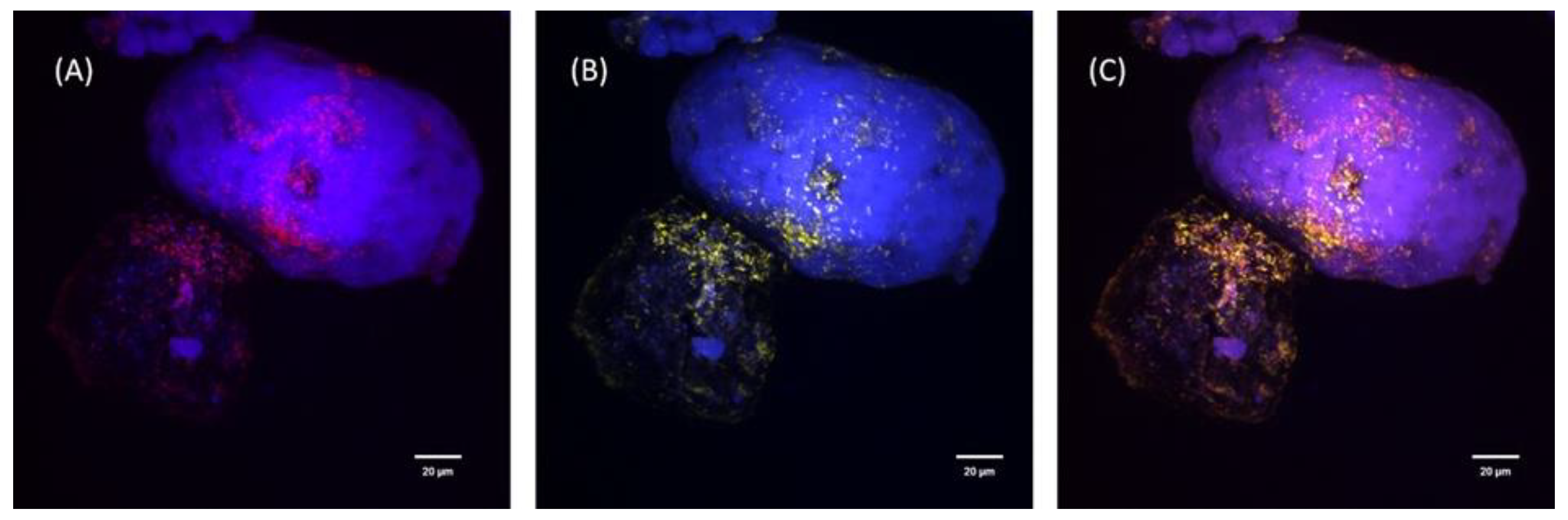 Minerals 13 00388 g006 Minerals 13 00388 g006