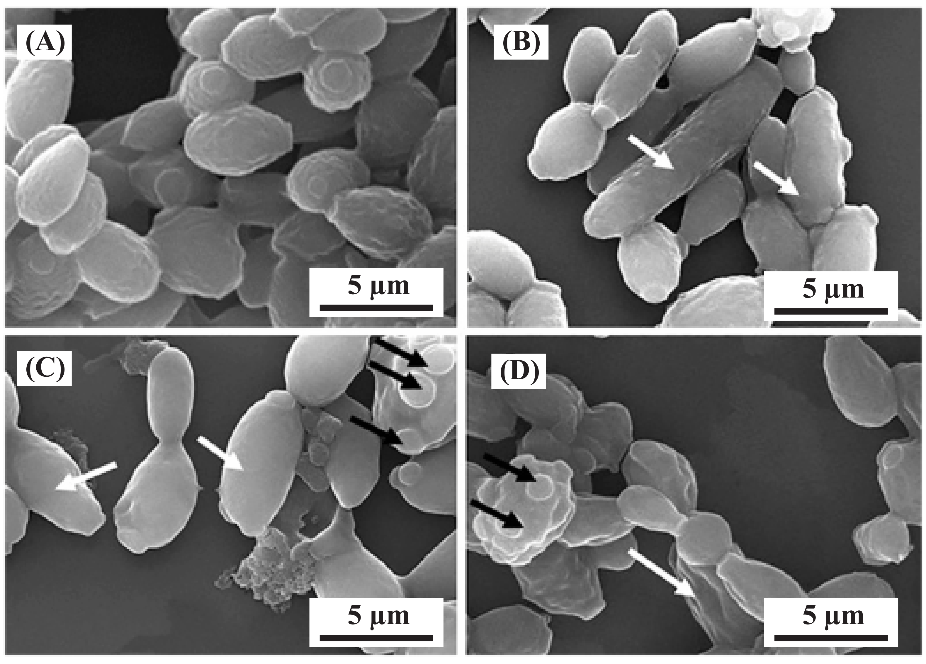 Minerals 13 00724 g007