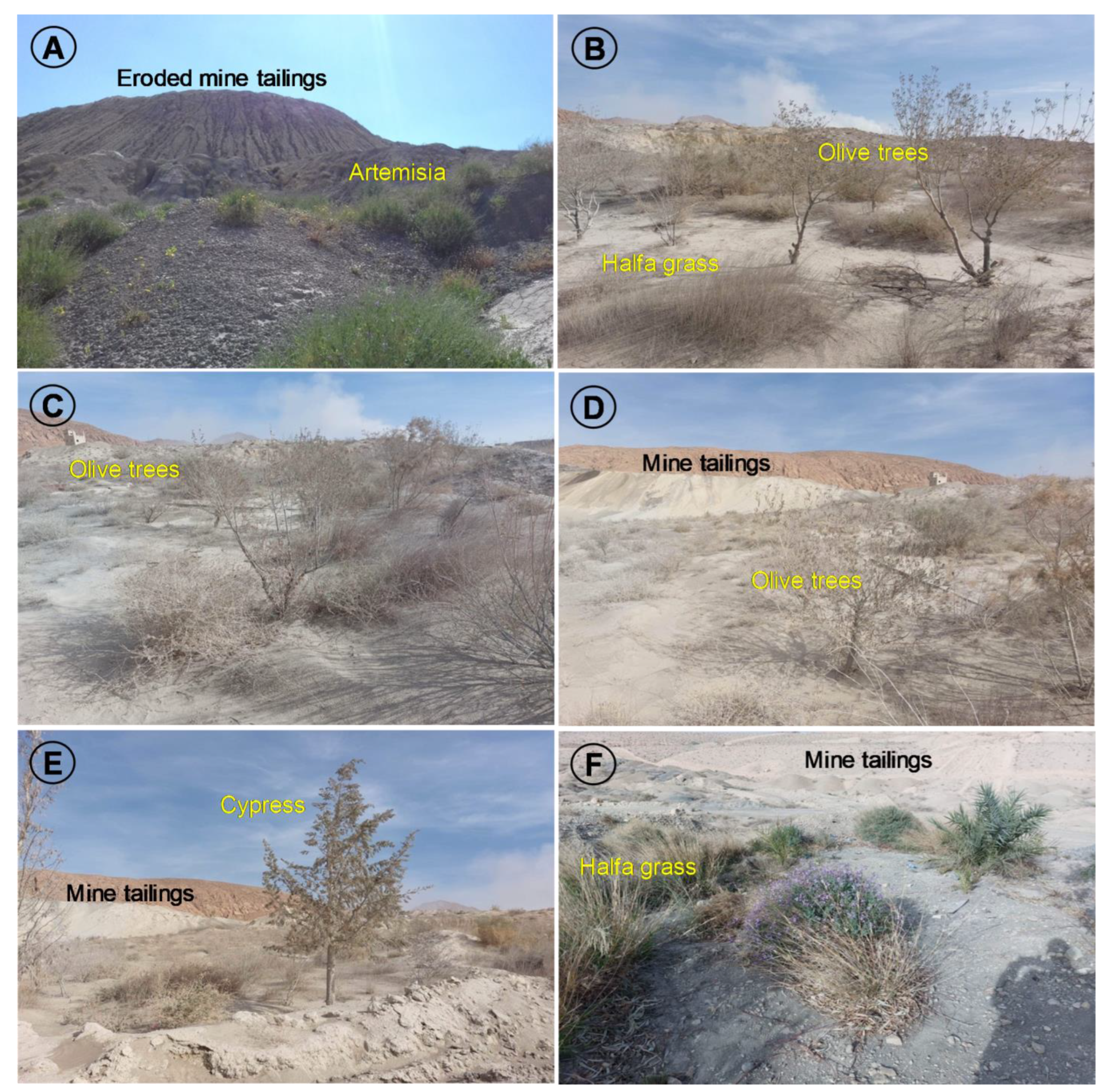 Minerals 13 00853 g002 Minerals 13 00853 g002