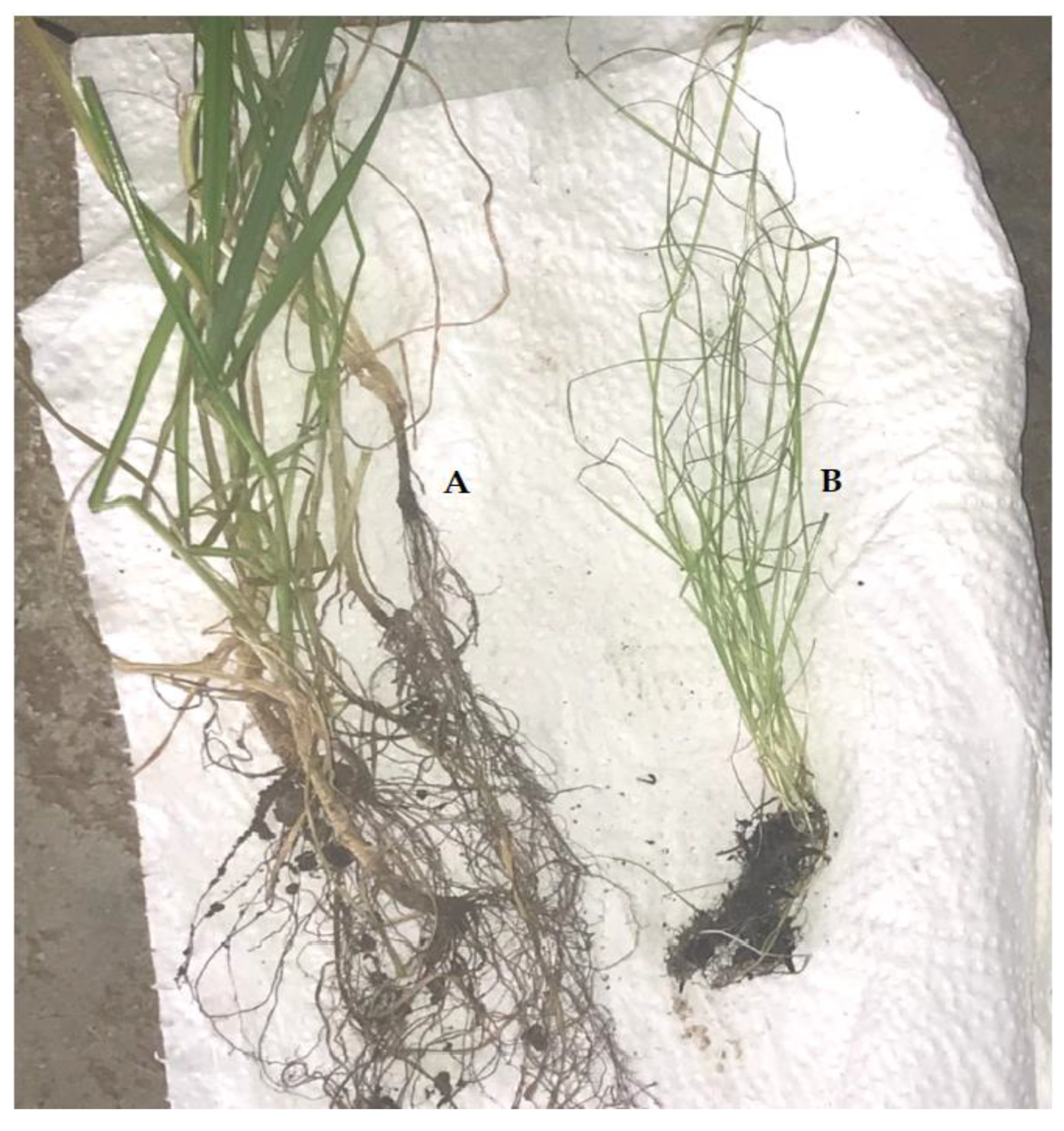 Minerals 13 00873 g003