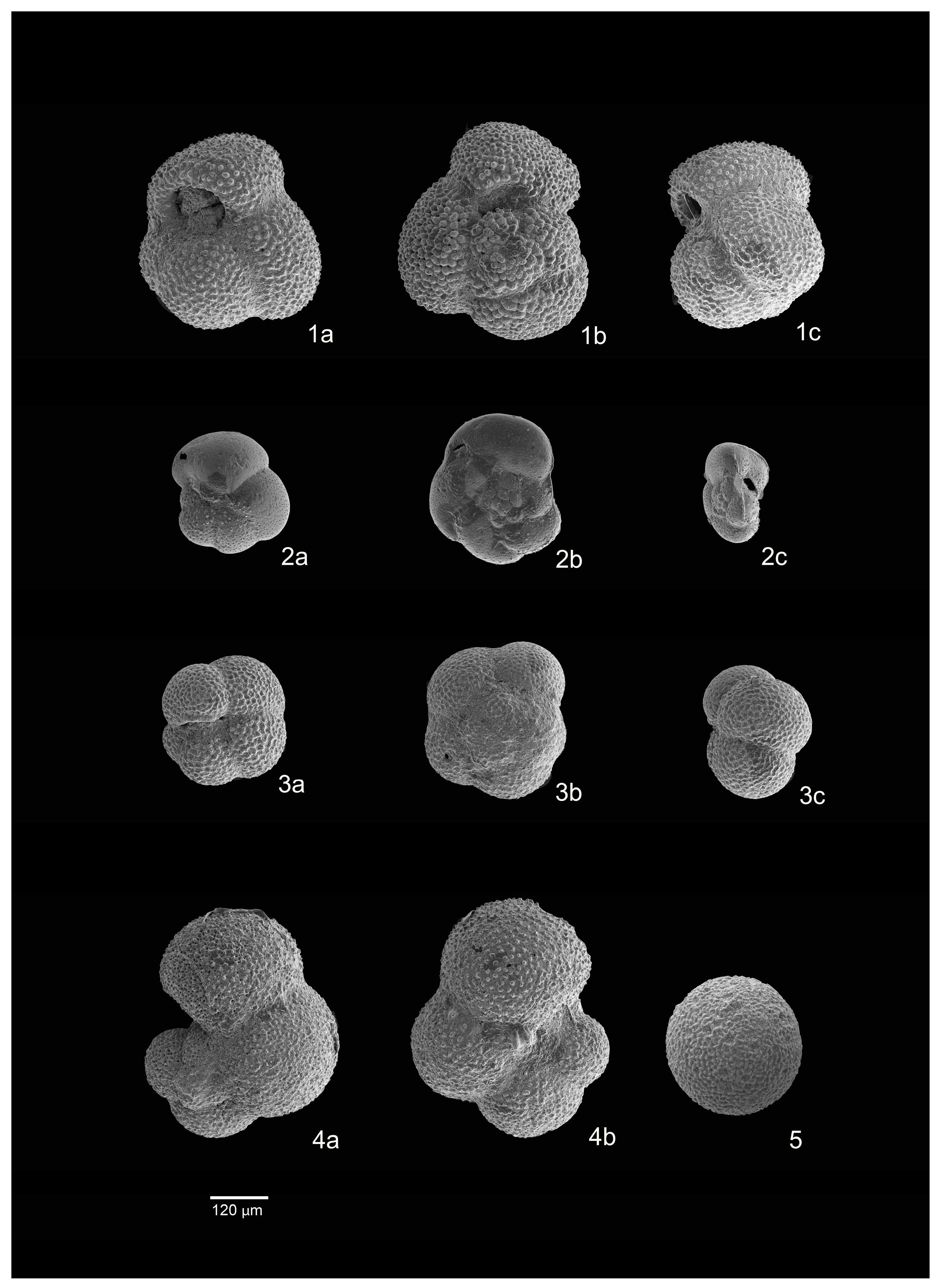 Minerals 13 01422 g008
