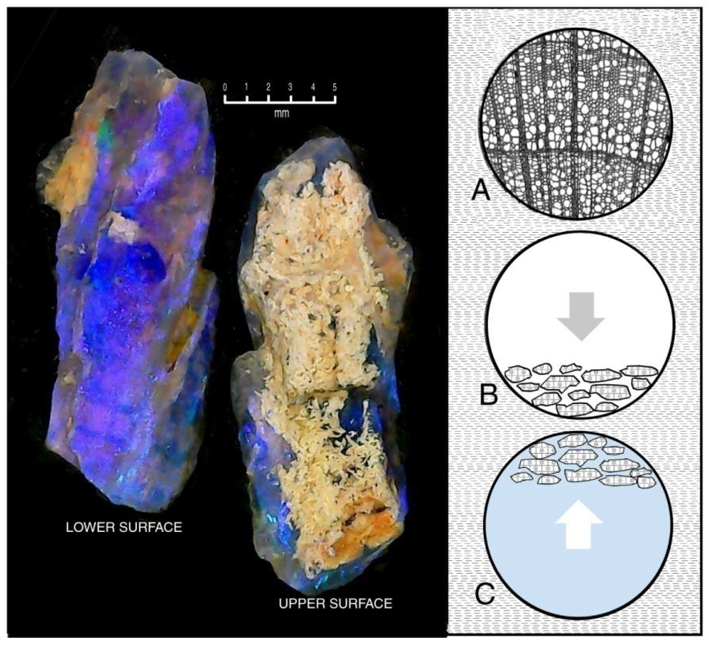 Minerals 13 01471 g010