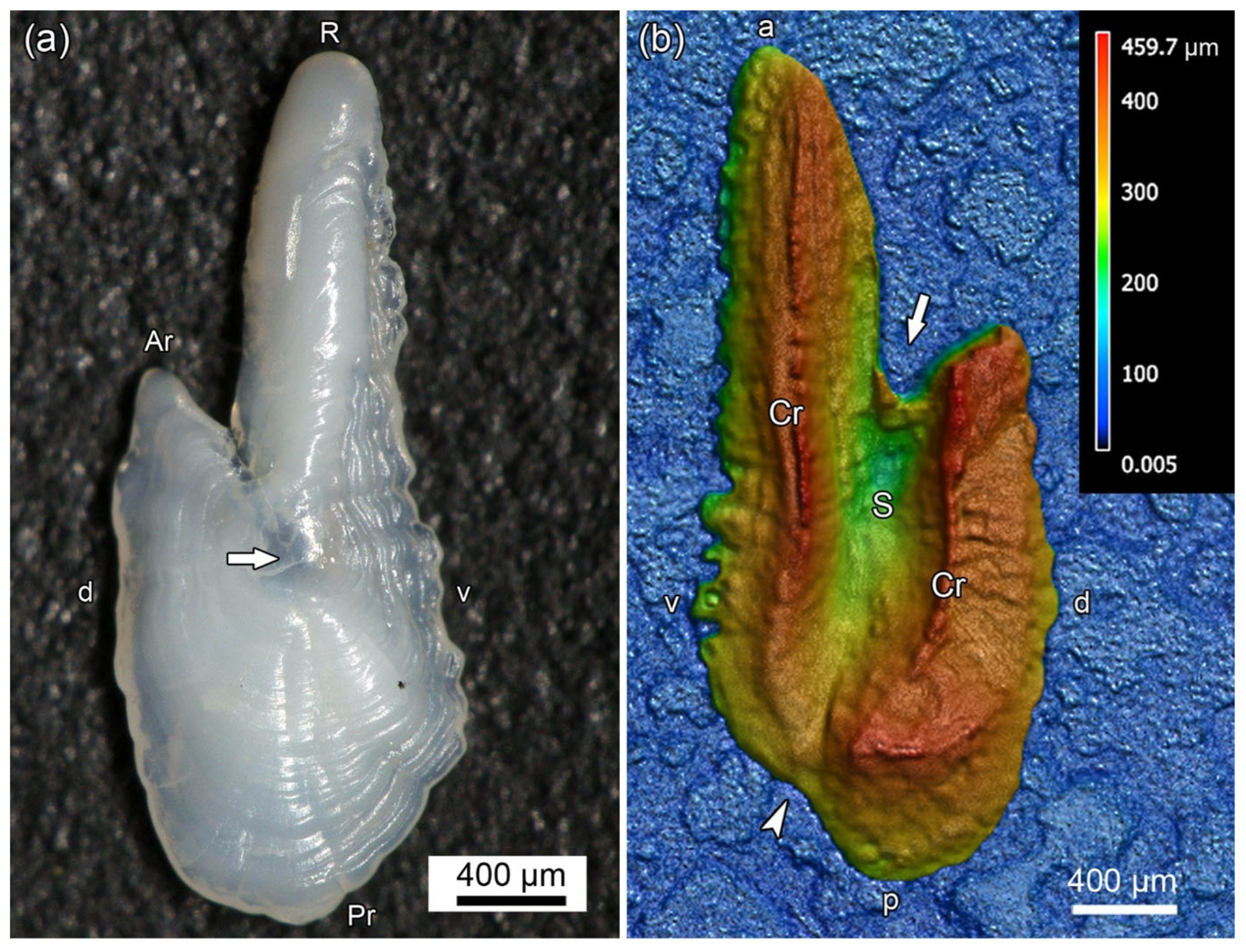Minerals 14 00705 g001