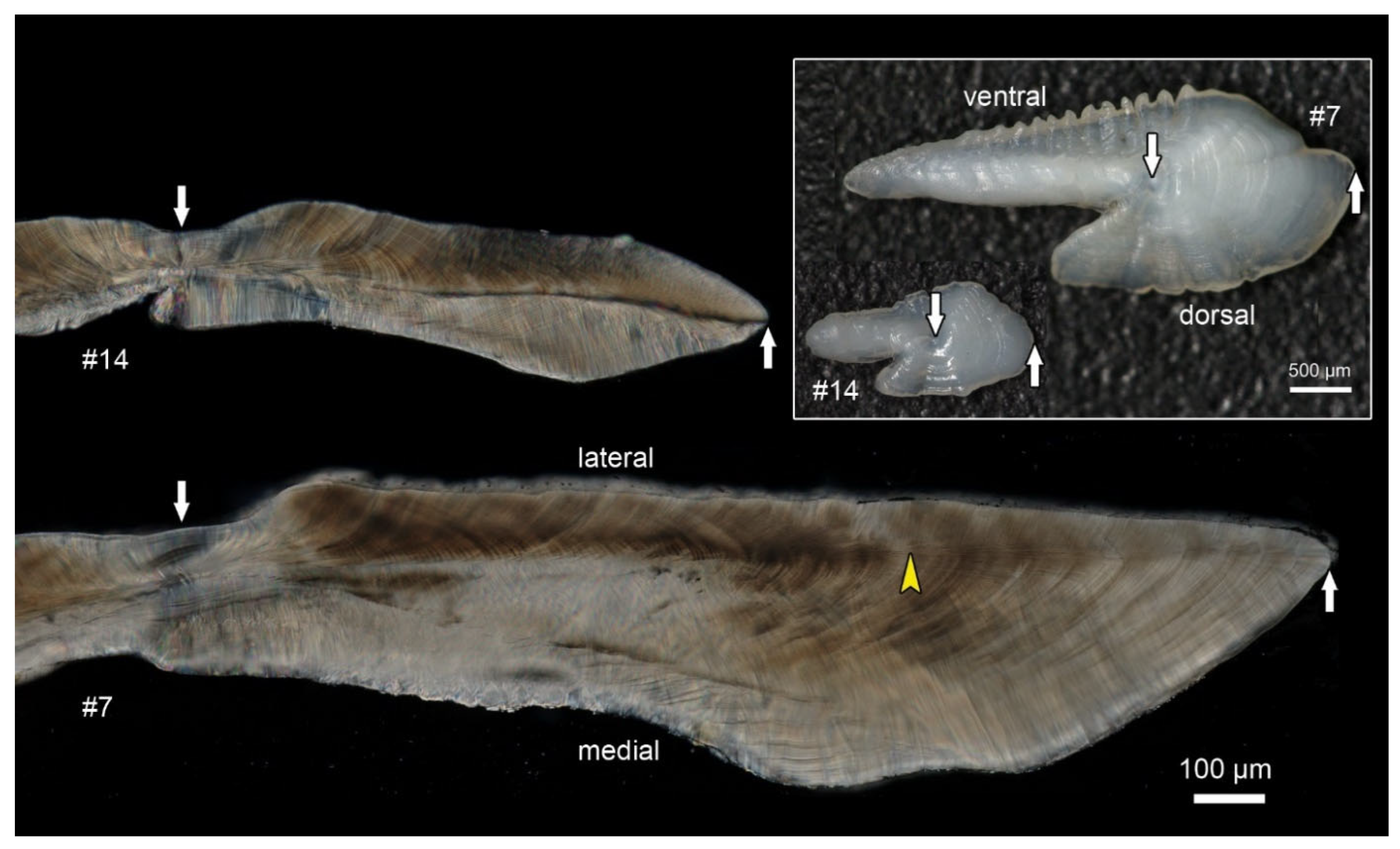 Minerals 14 00705 g003