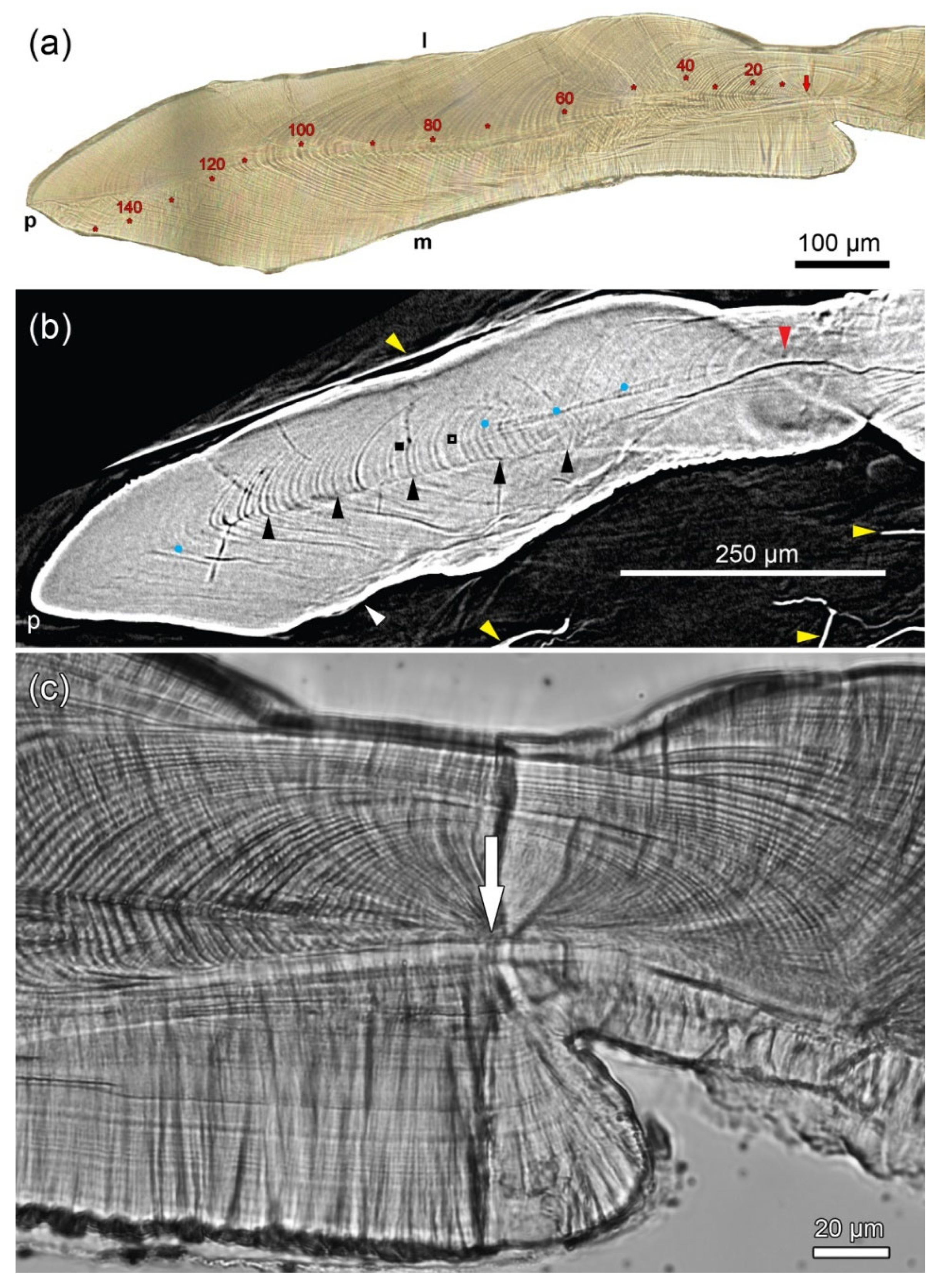 Minerals 14 00705 g004