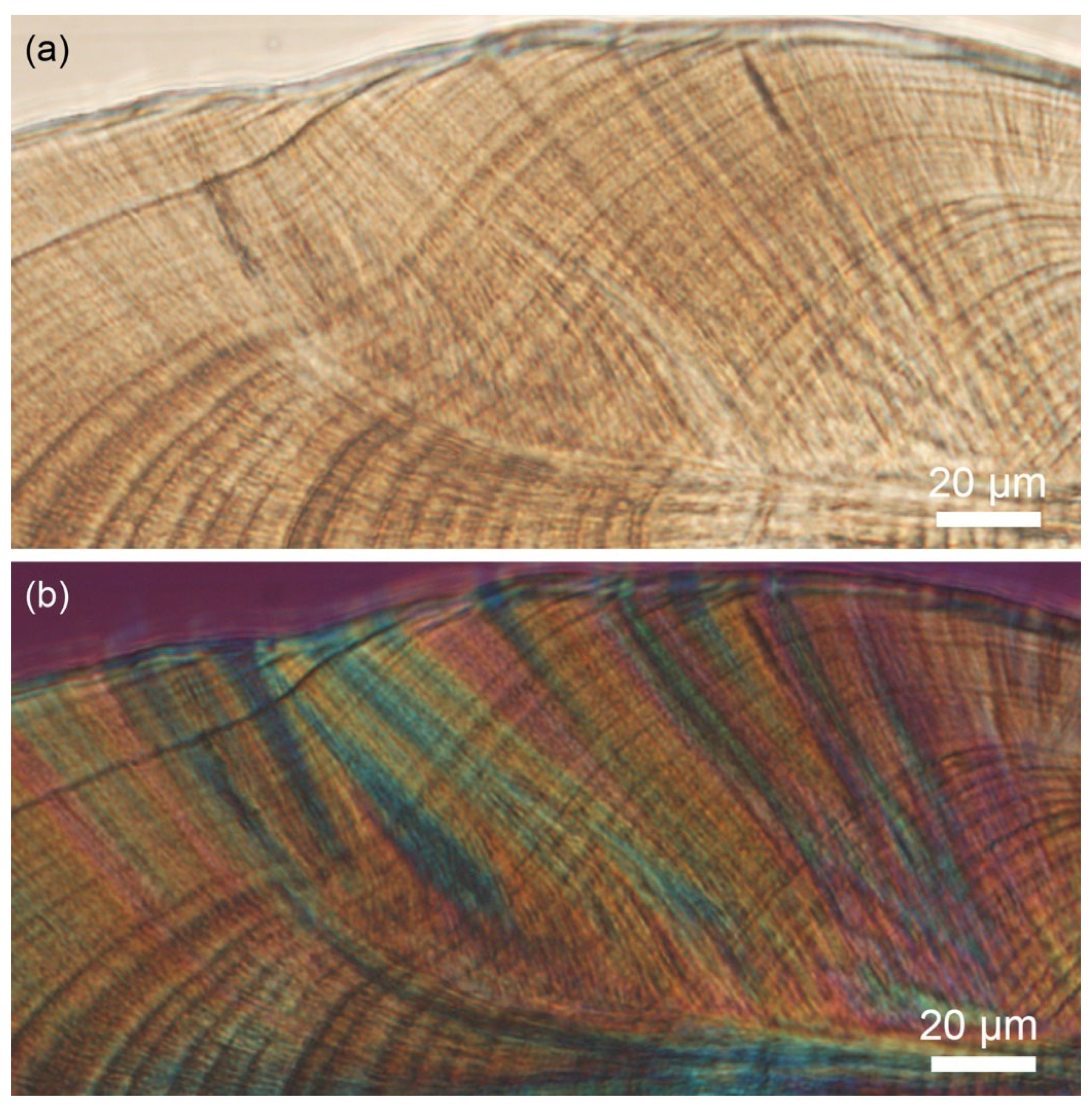 Minerals 14 00705 g005