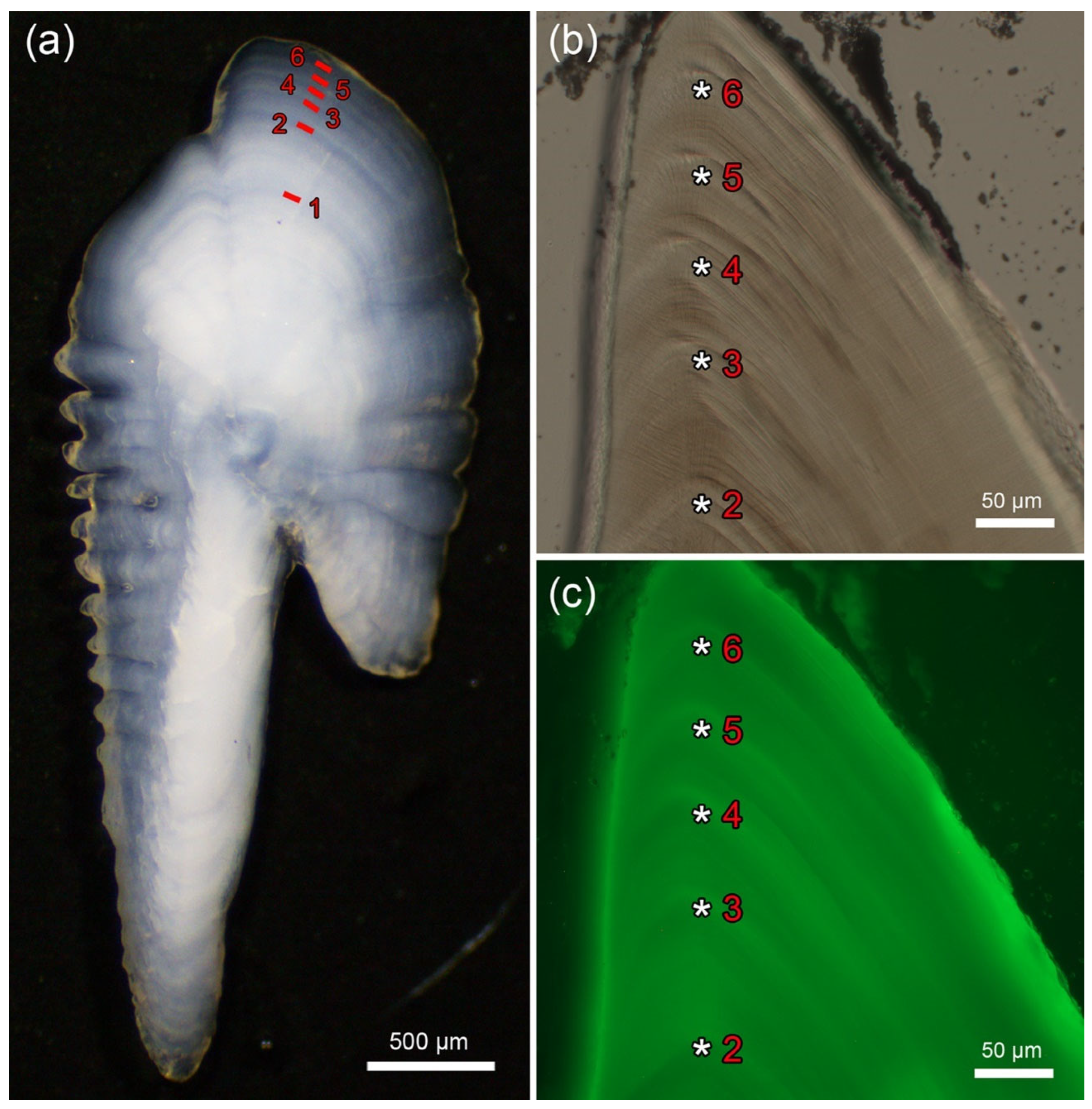 Minerals 14 00705 g007