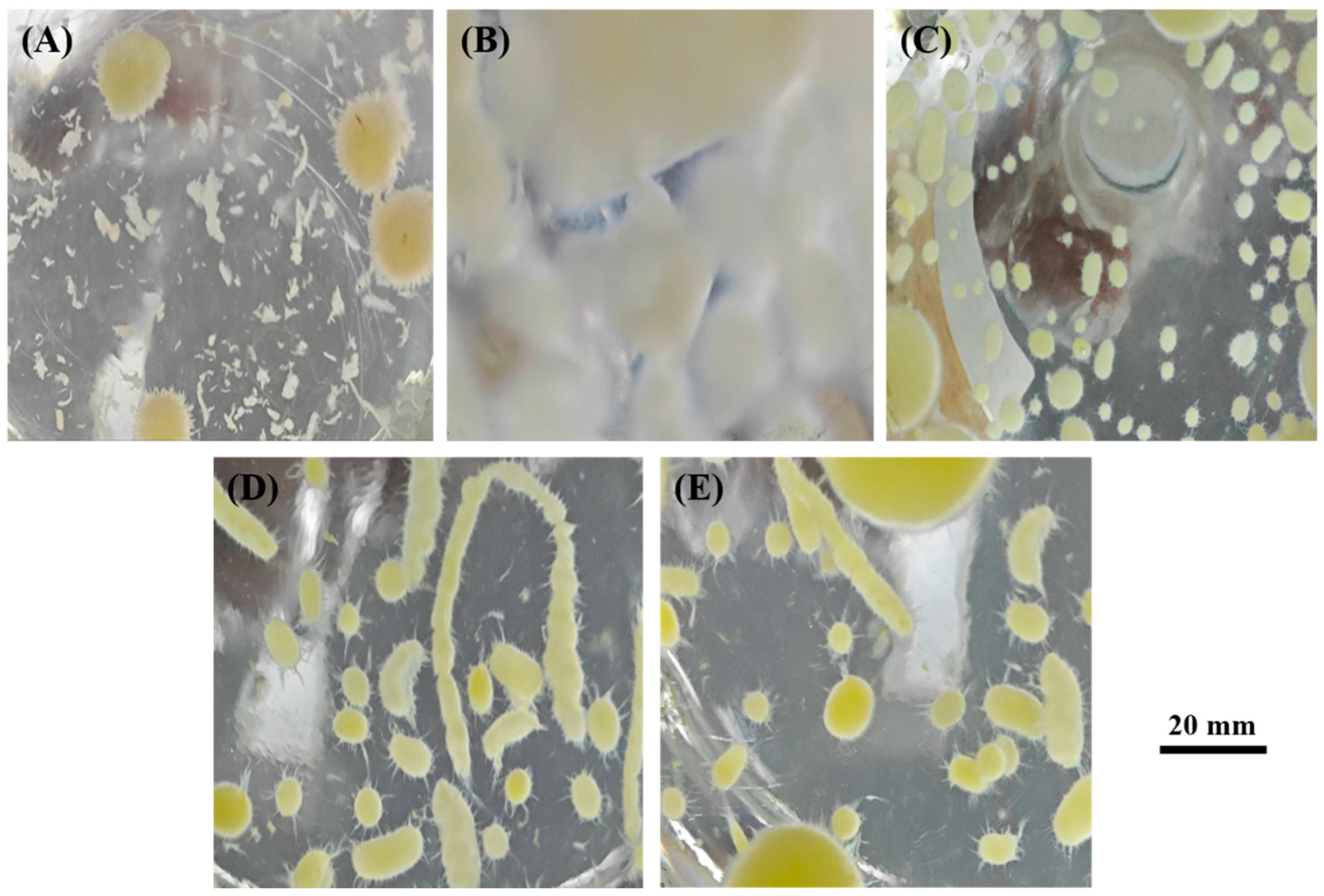 Minerals 14 01055 g007