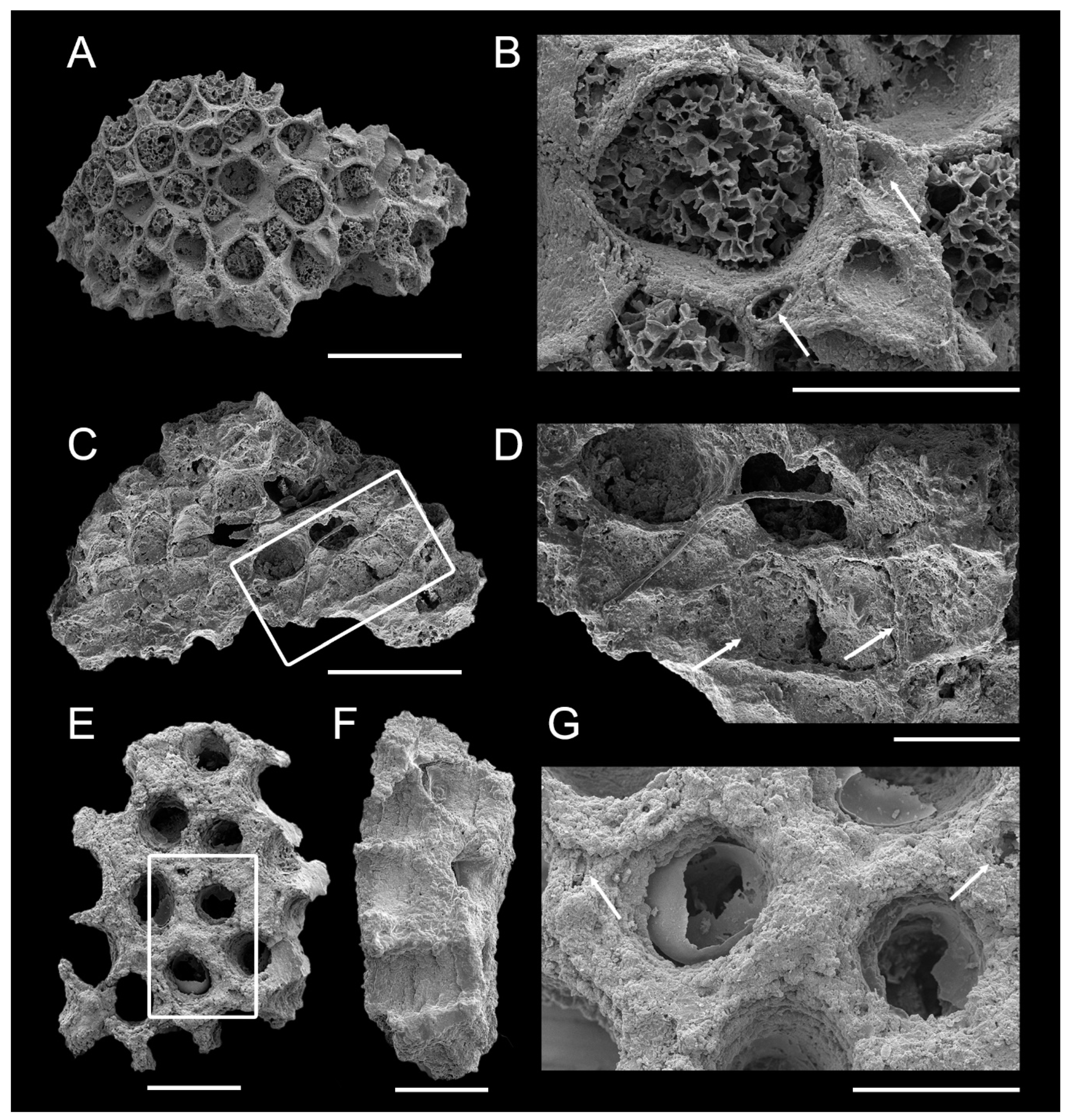 Minerals 15 00136 g004