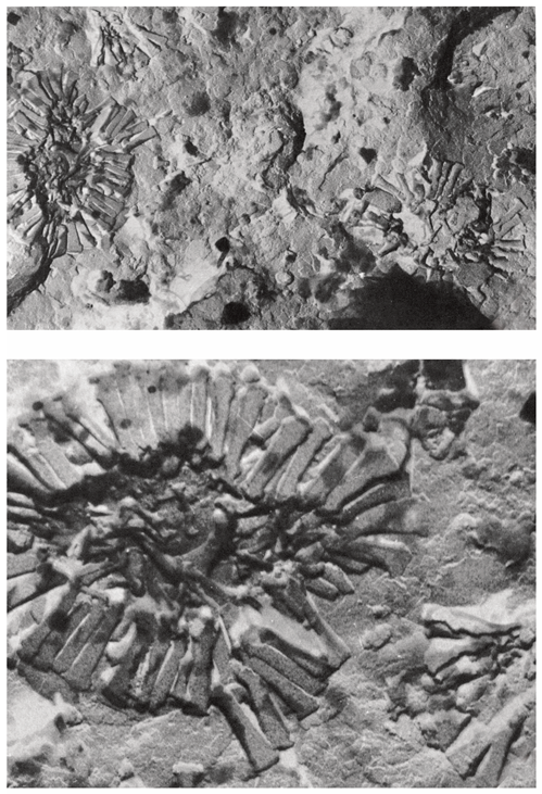 Minerals 15 00322 i003