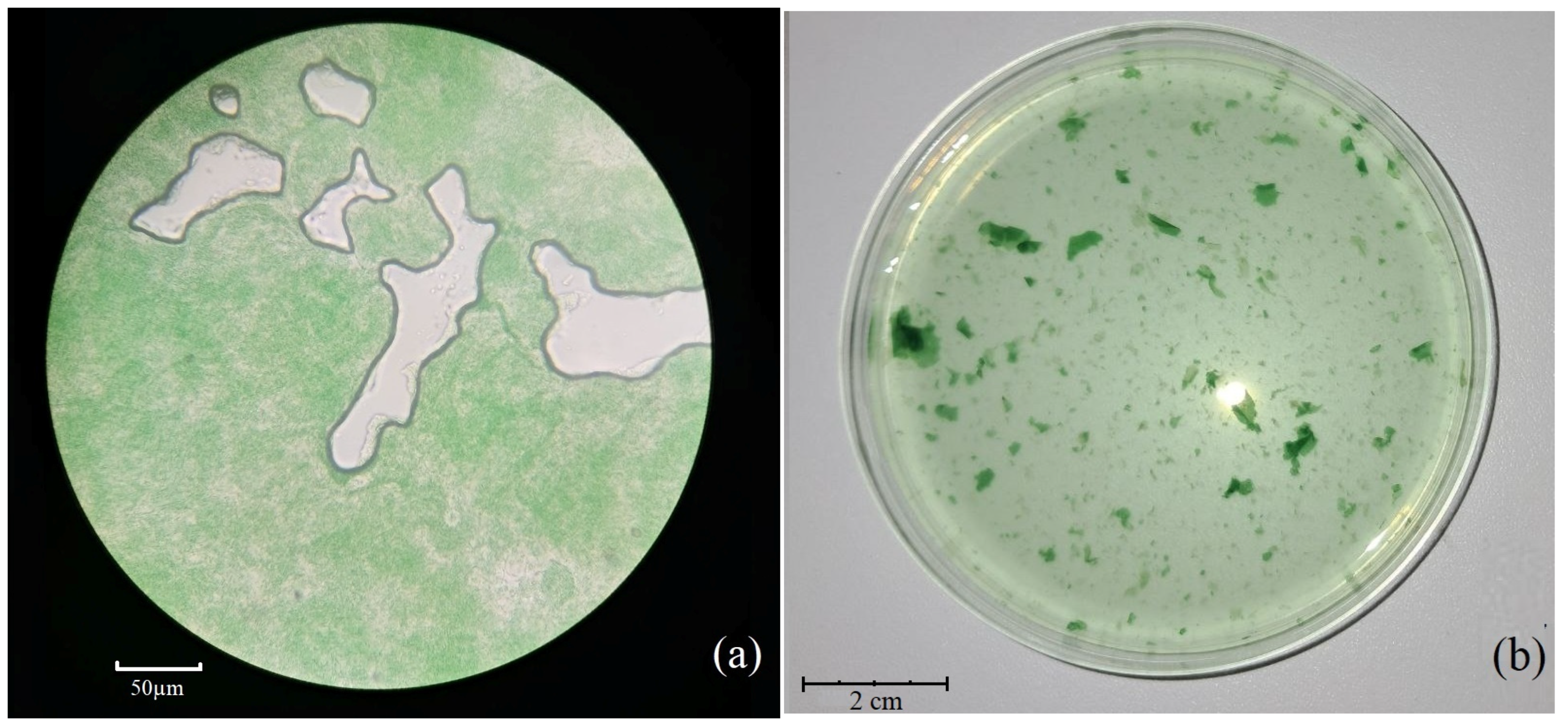Minerals 15 01096 g001