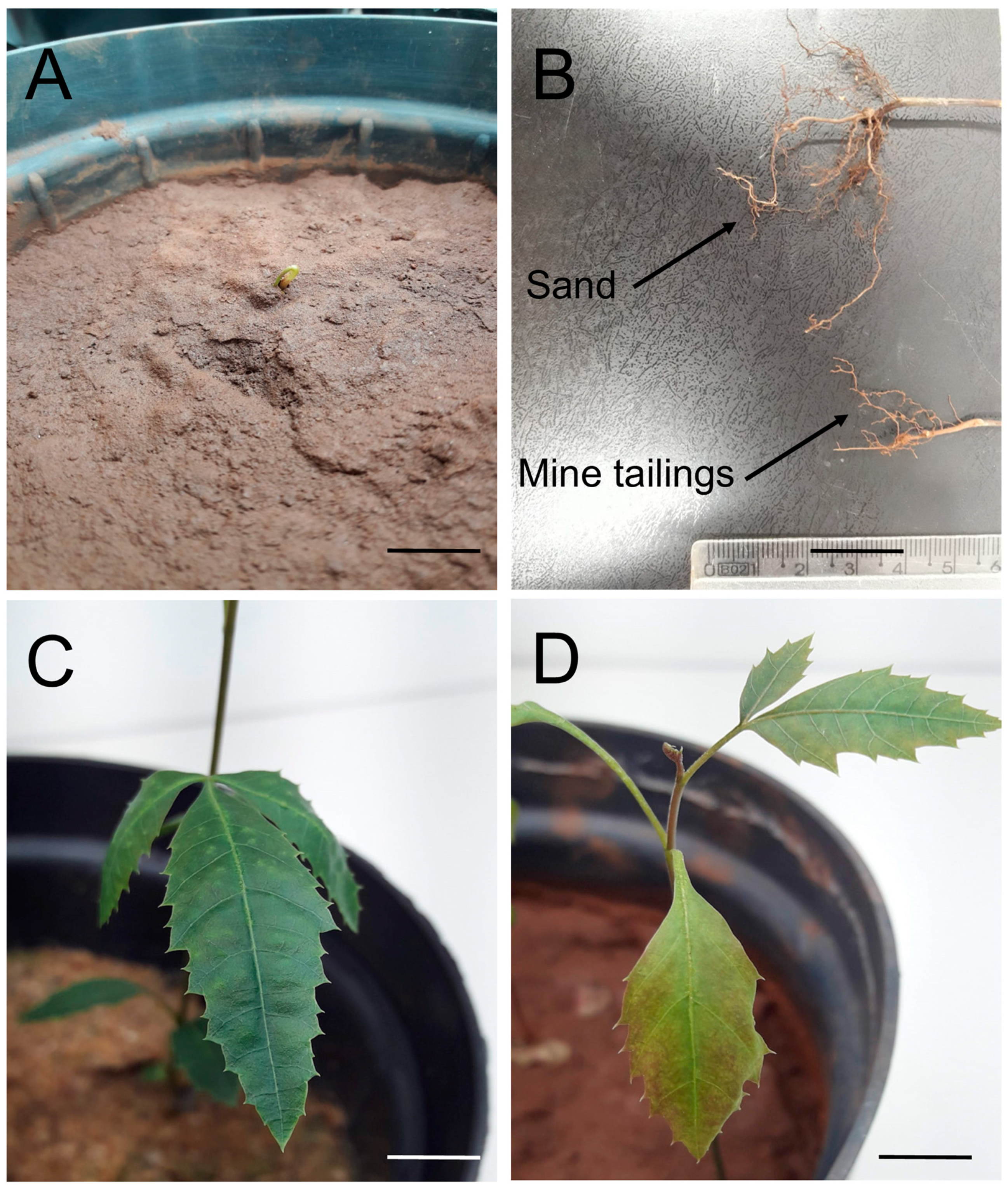 Mining 04 00040 g002
