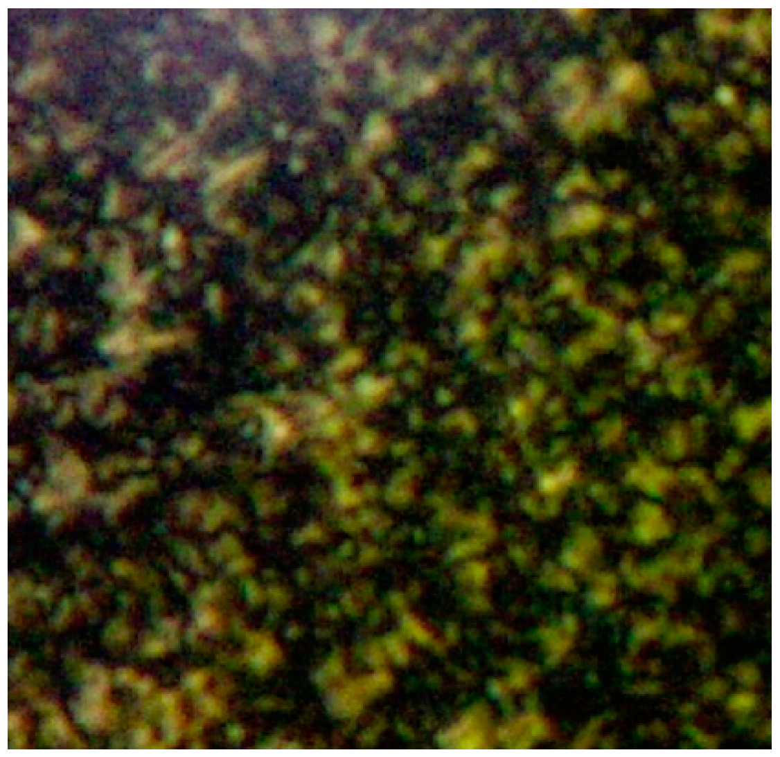 Molbank 2021 m1225 g001