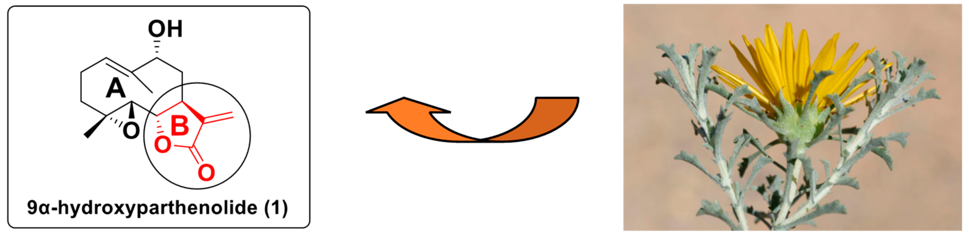 Molbank 2025 m2054 g002