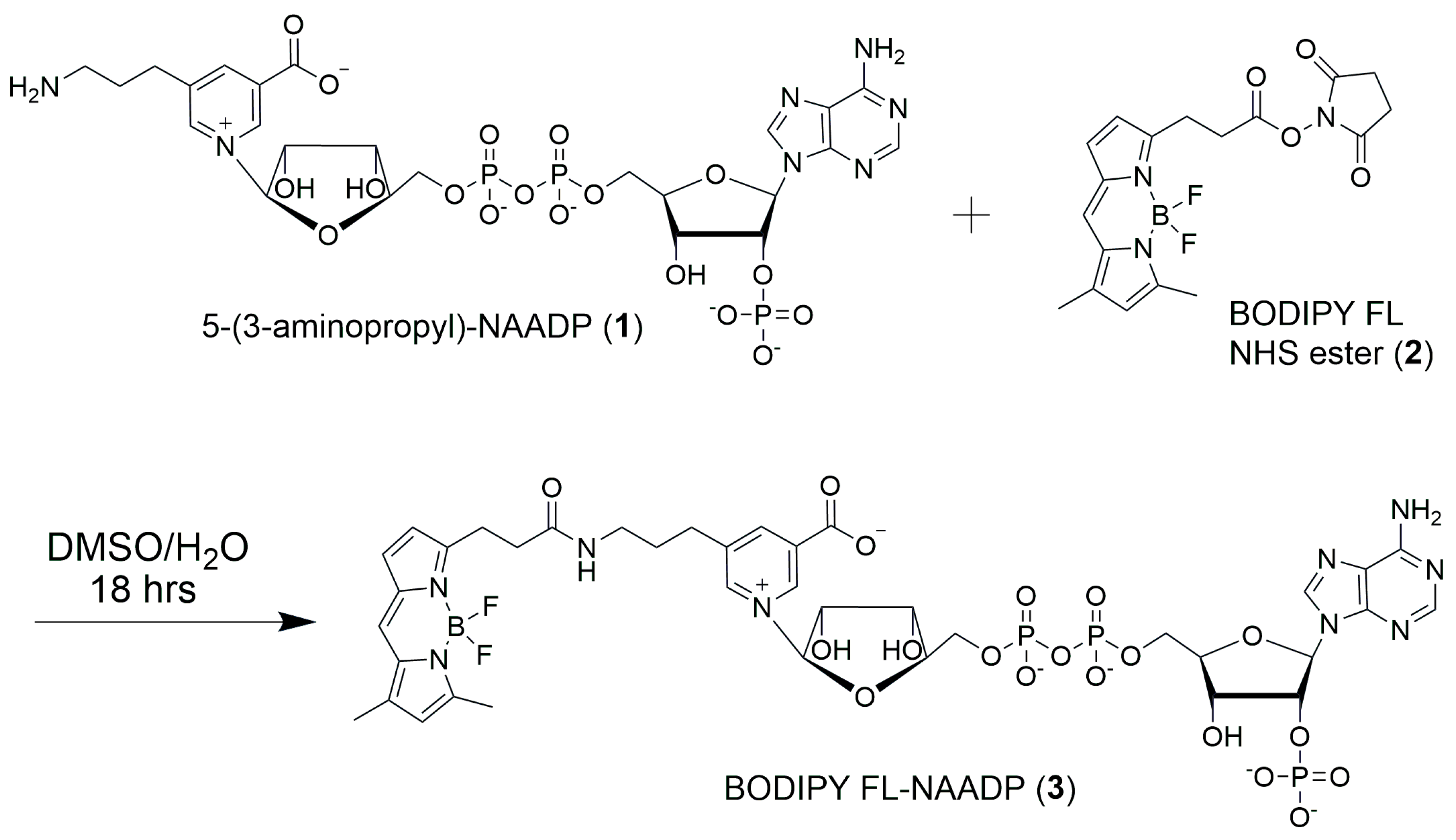 Molbank 2025 m2085 g002 Molbank 2025 m2085 g002