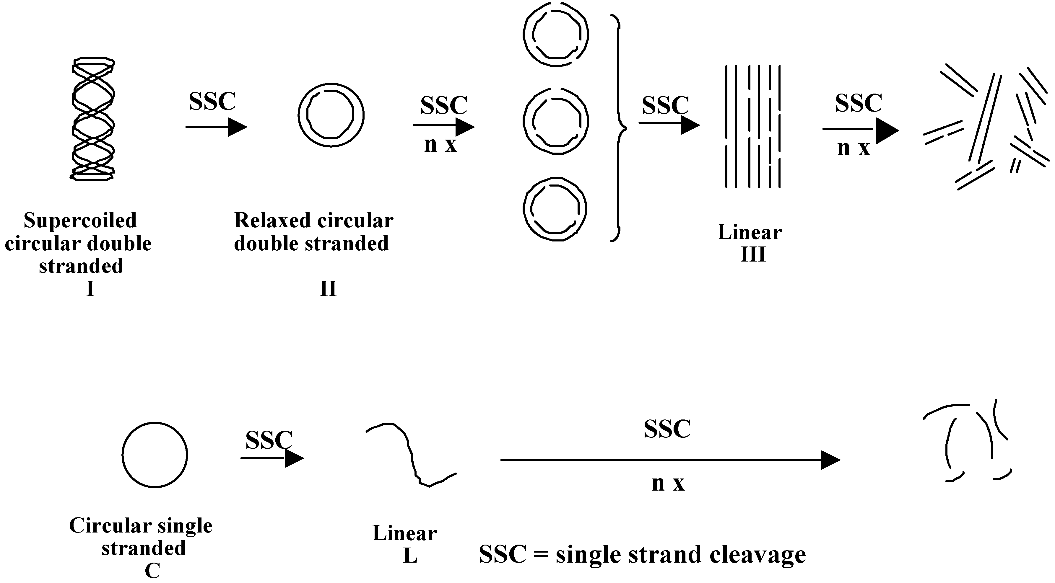Molecules 04 00180 g008