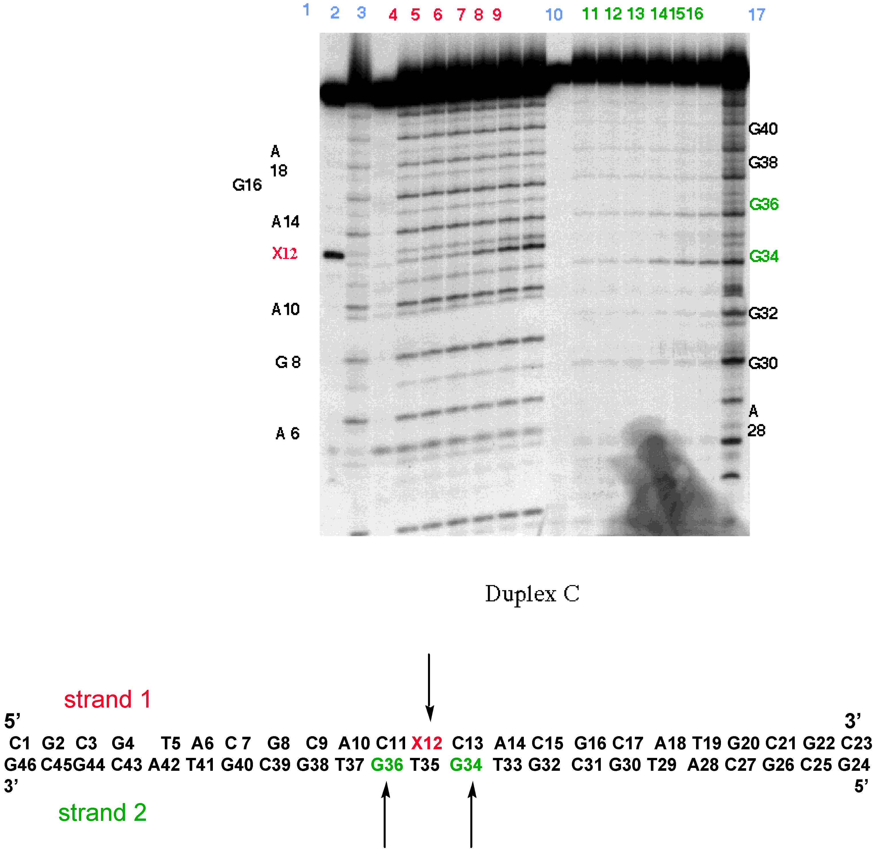 Molecules 04 00180 g013