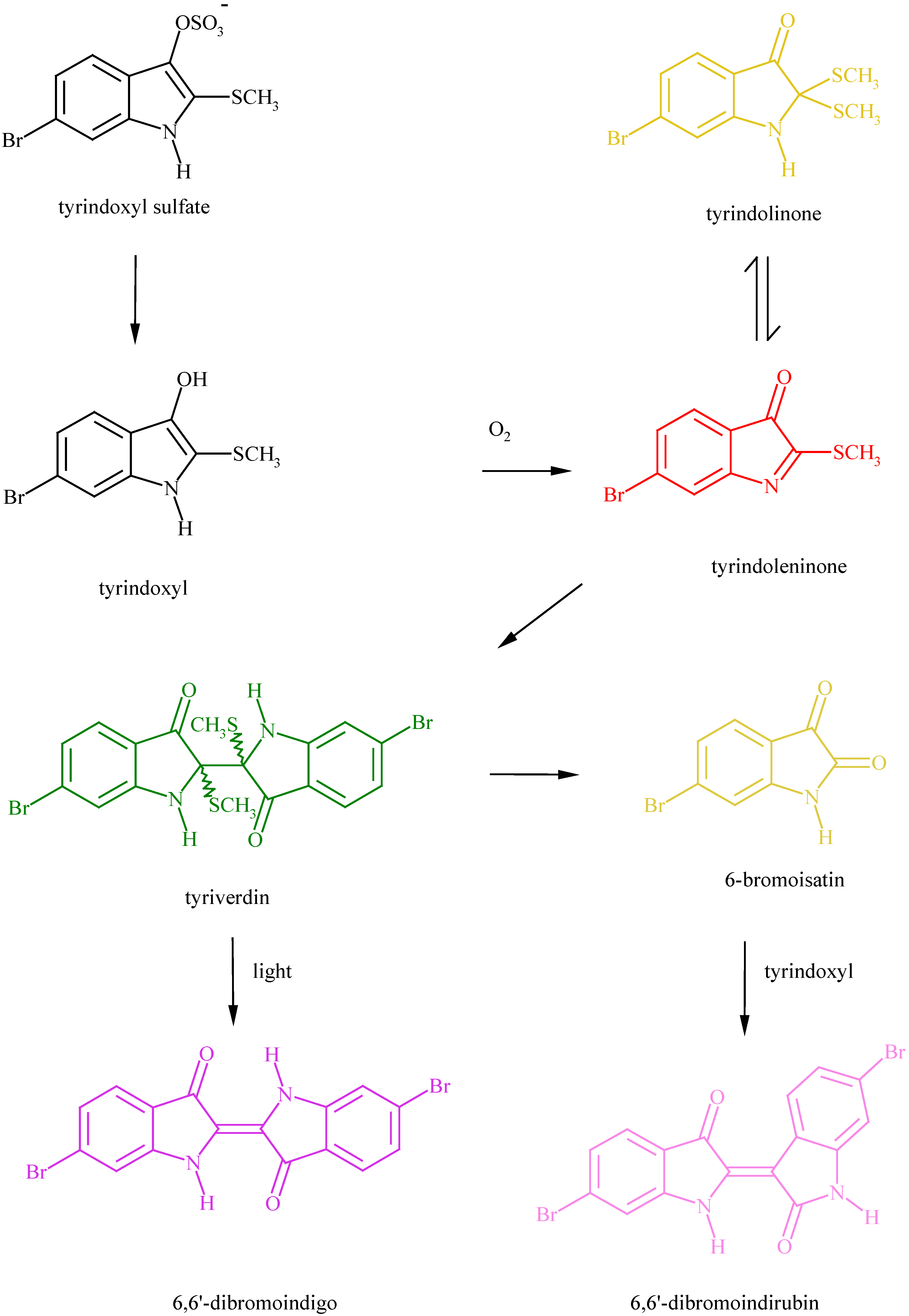 Molecules 06 00736 g011
