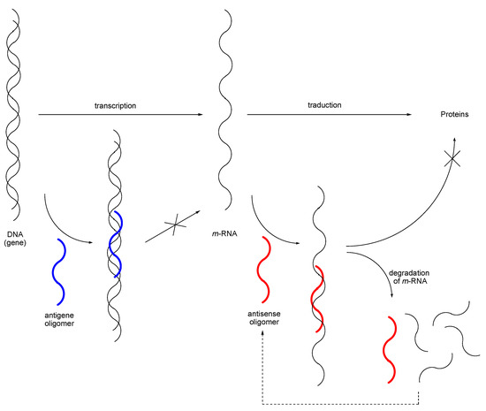 Molecules 10 01048 g007 550