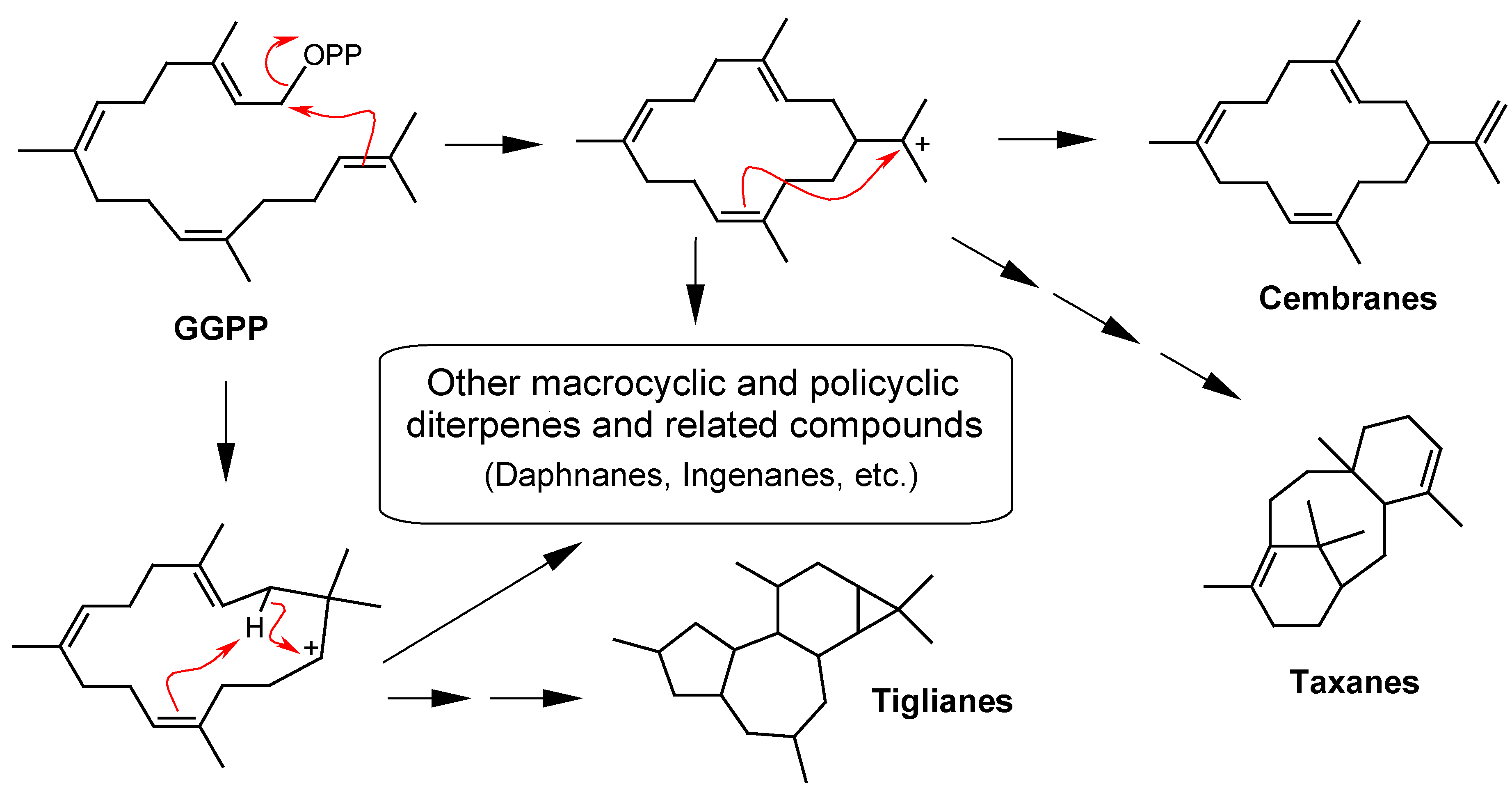 Molecules 12 00455 g001