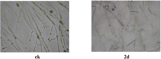 Molecules 12 00965 g002 550