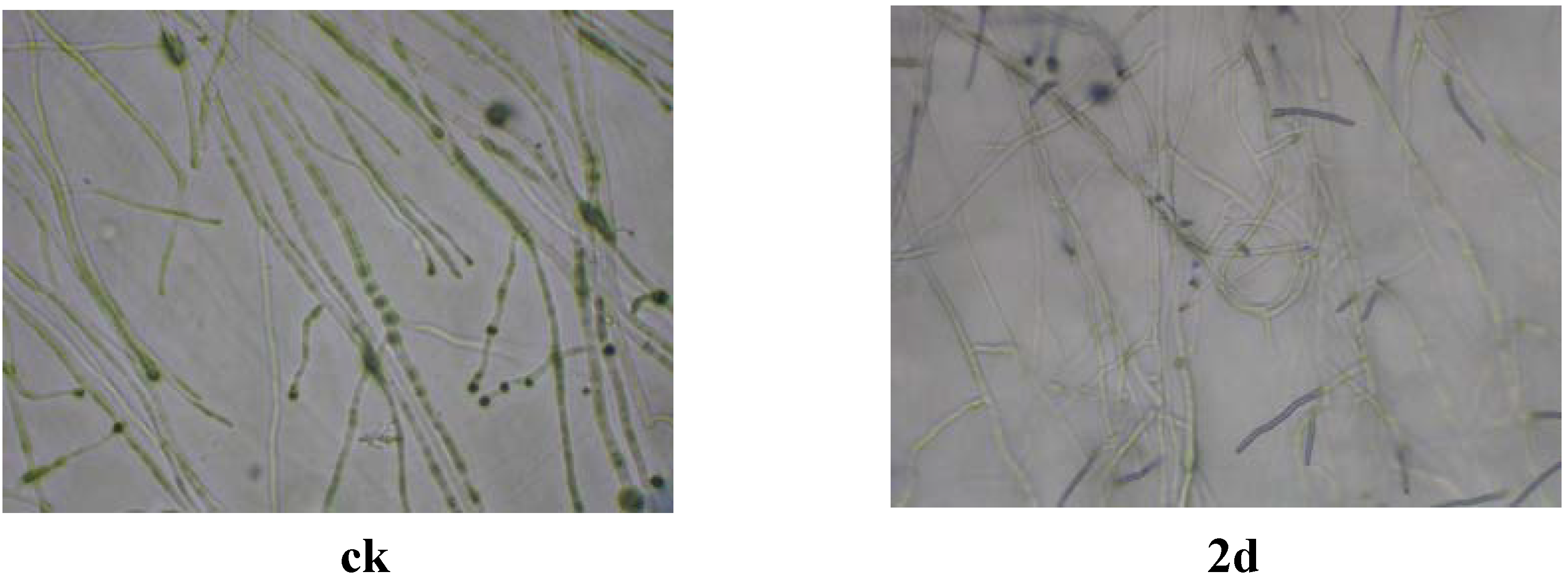Molecules 12 00965 g002