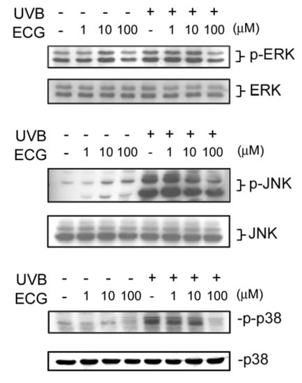 Molecules 12 01845 g004 550