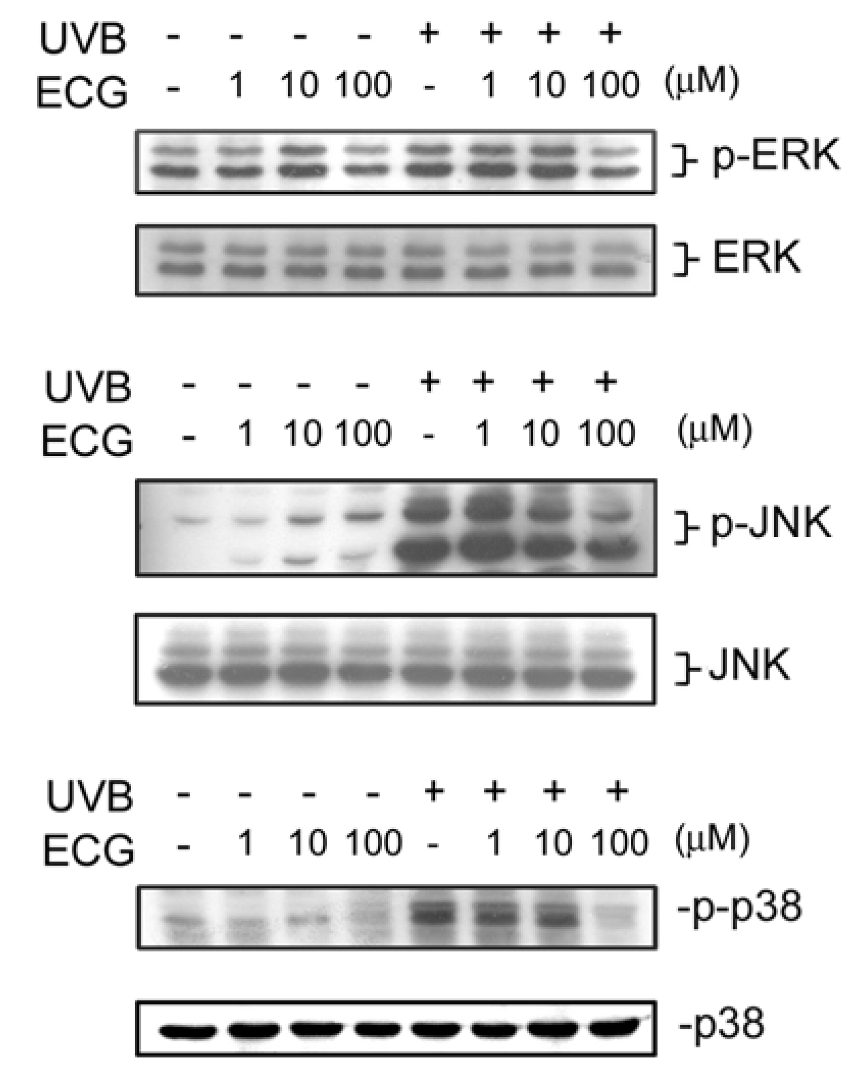 Molecules 12 01845 g004