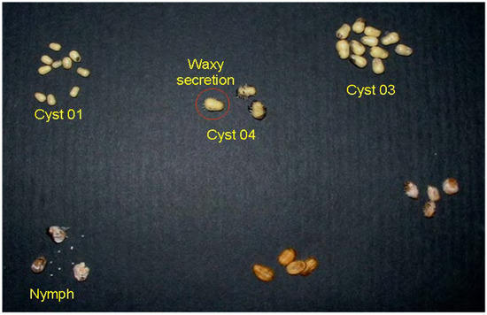 Molecules 13 00190 g001 550