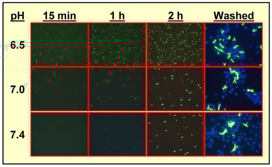 Molecules 13 00391 g006 550
