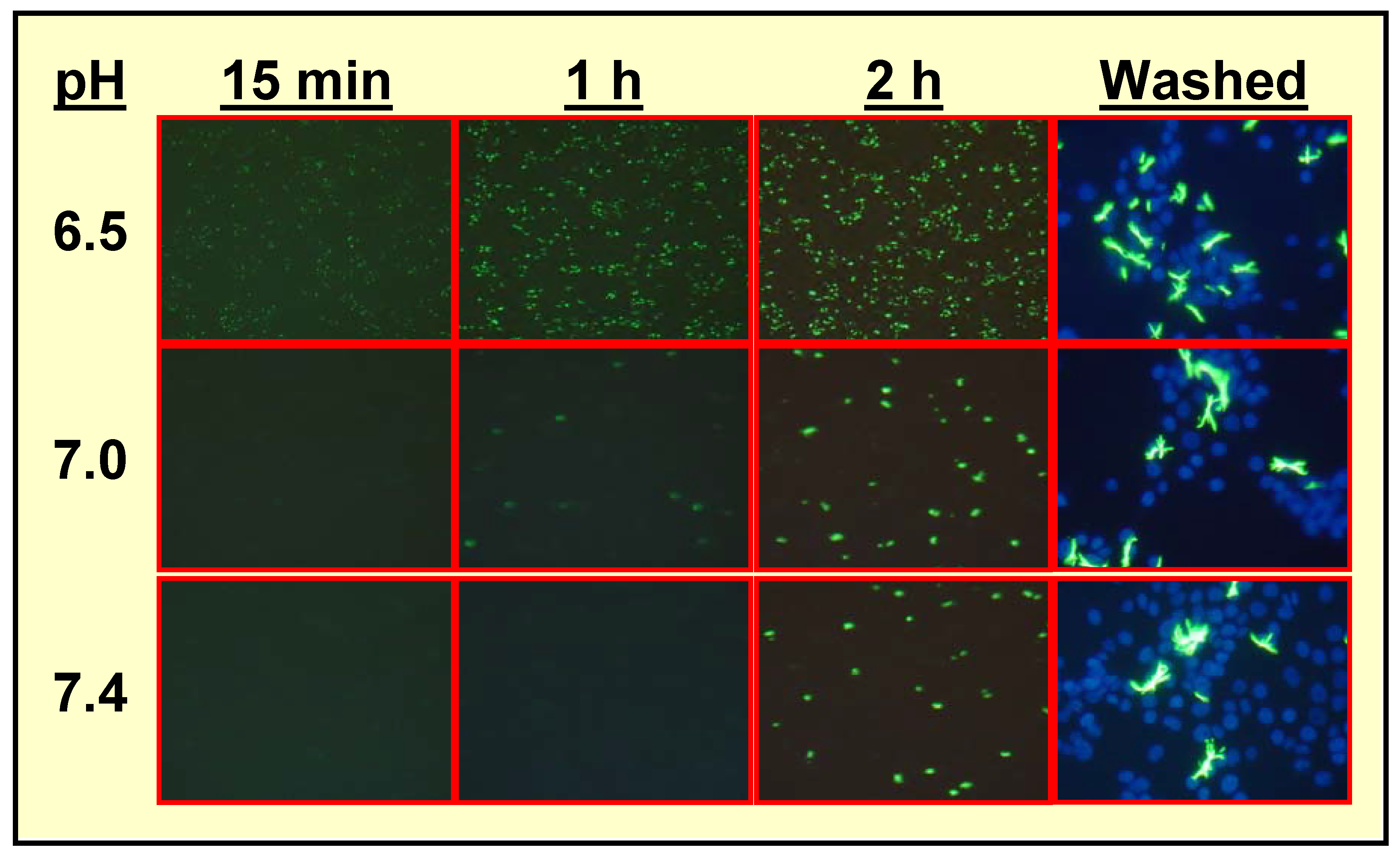 Molecules 13 00391 g006