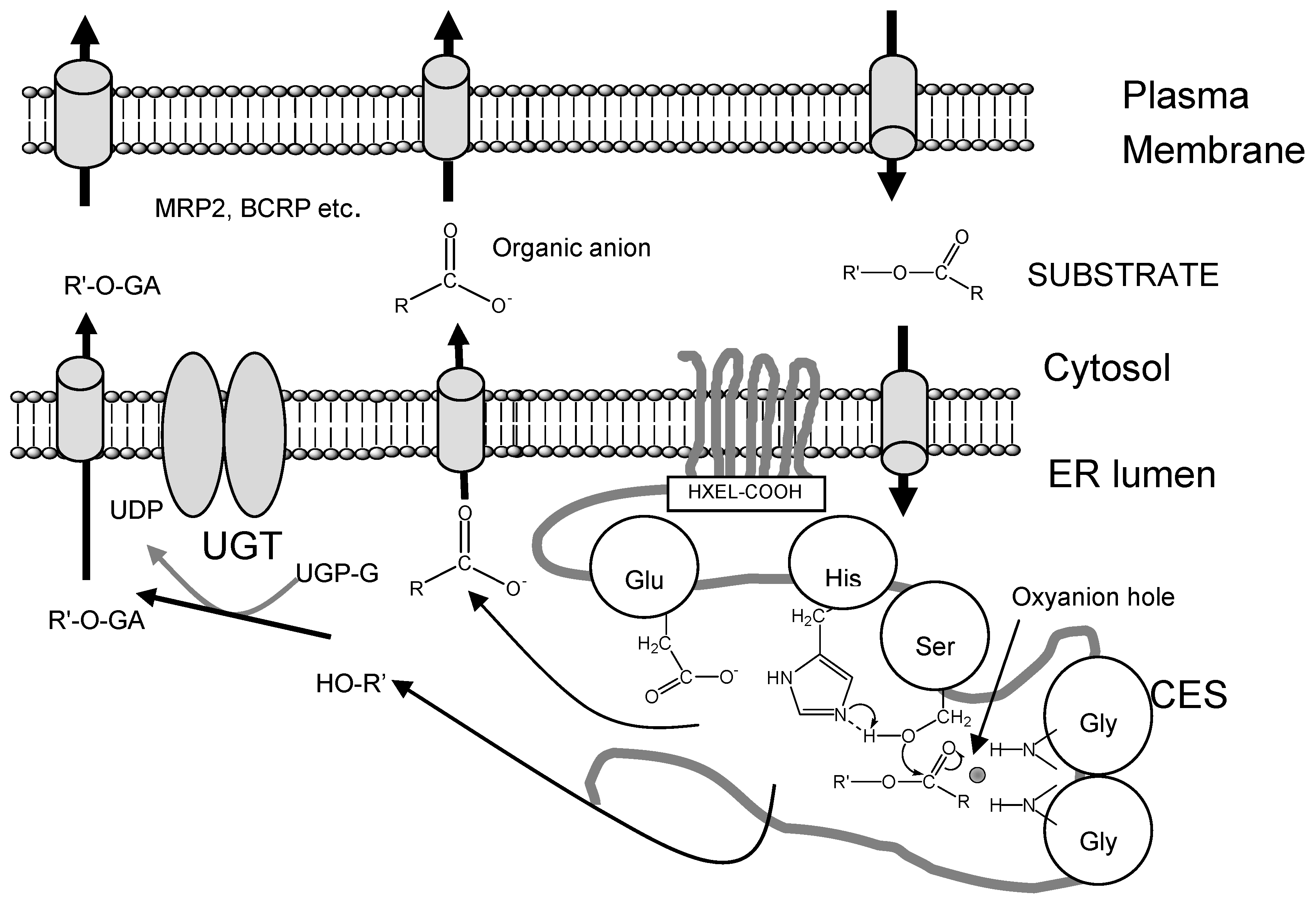 Molecules 13 00412 g001