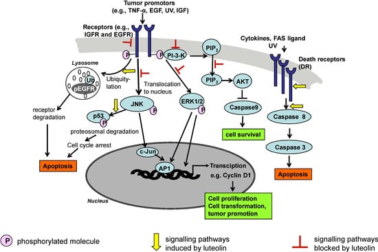 Molecules 13 02628 g002 550