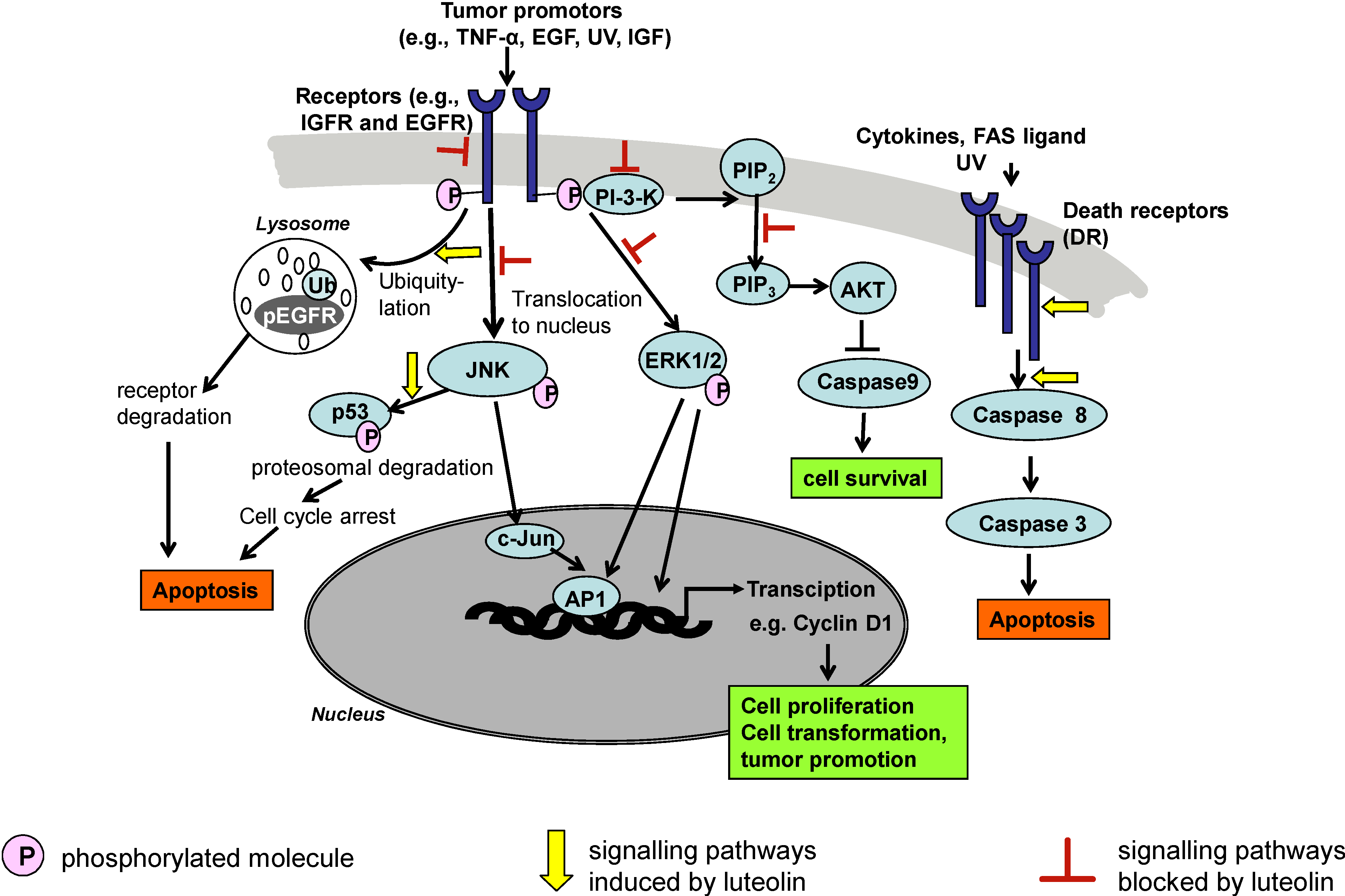 Molecules 13 02628 g002