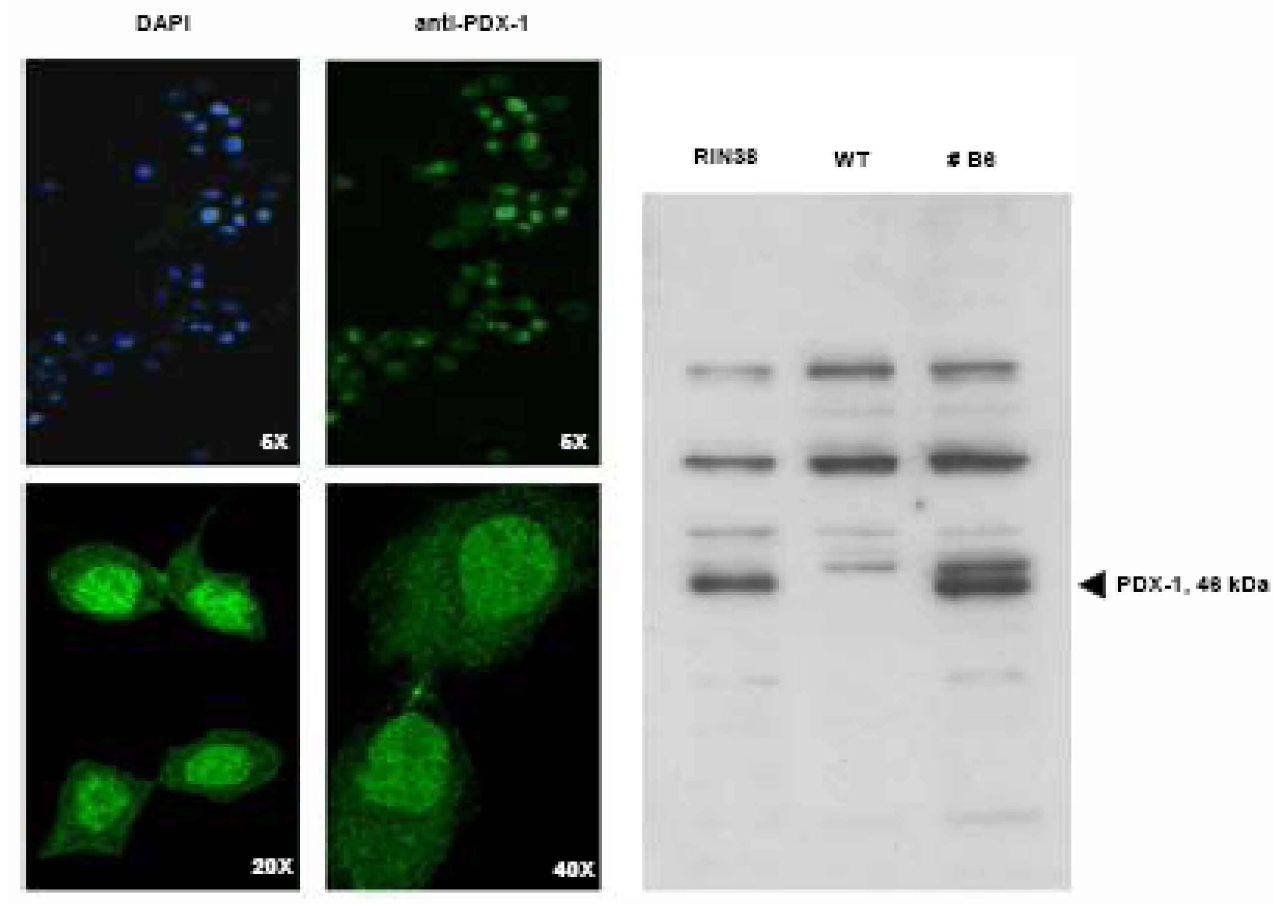 Molecules 13 02659 g002